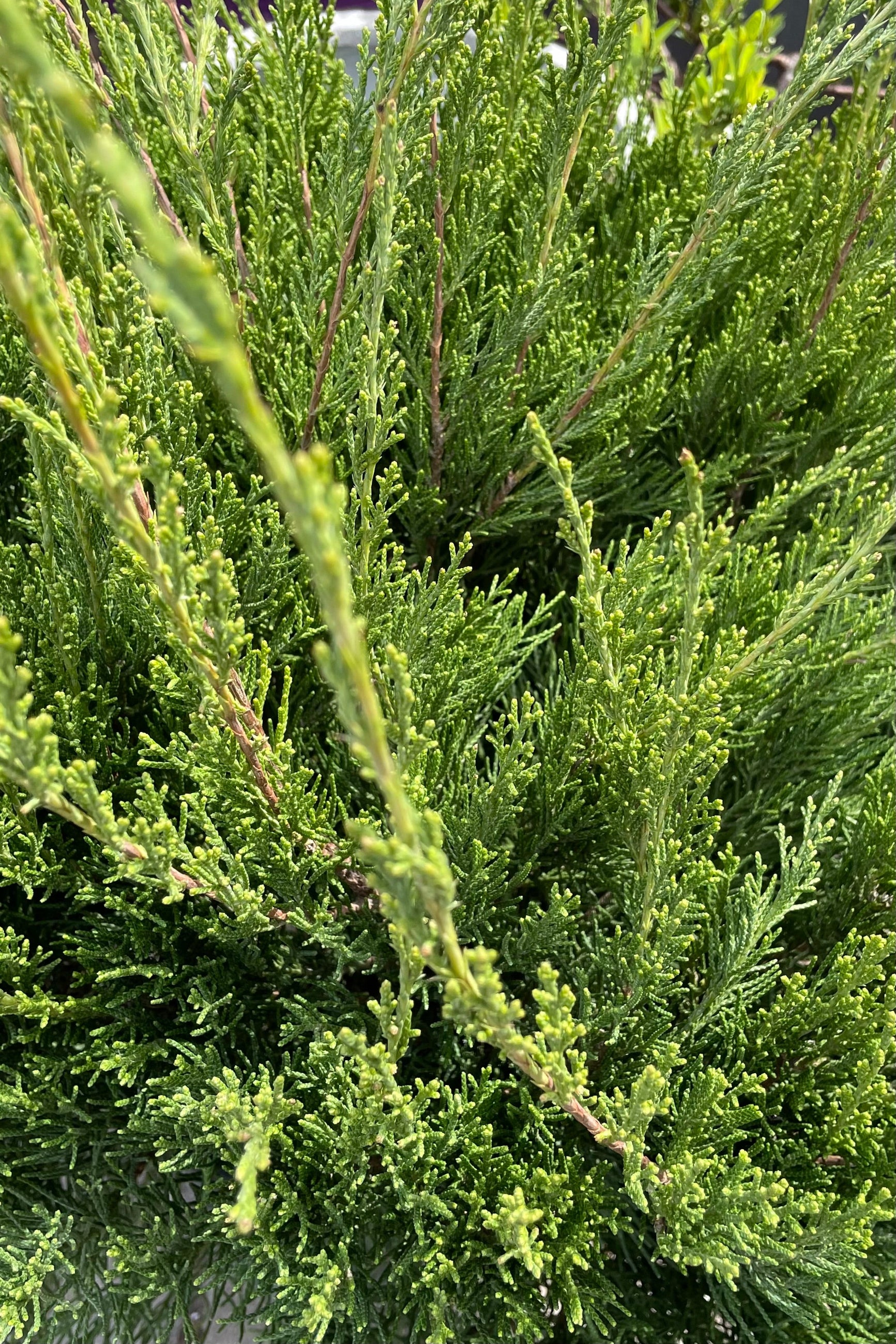 The green soft evergreen foliage of Juniper 'Sea Green' up close. ©Sprout Home