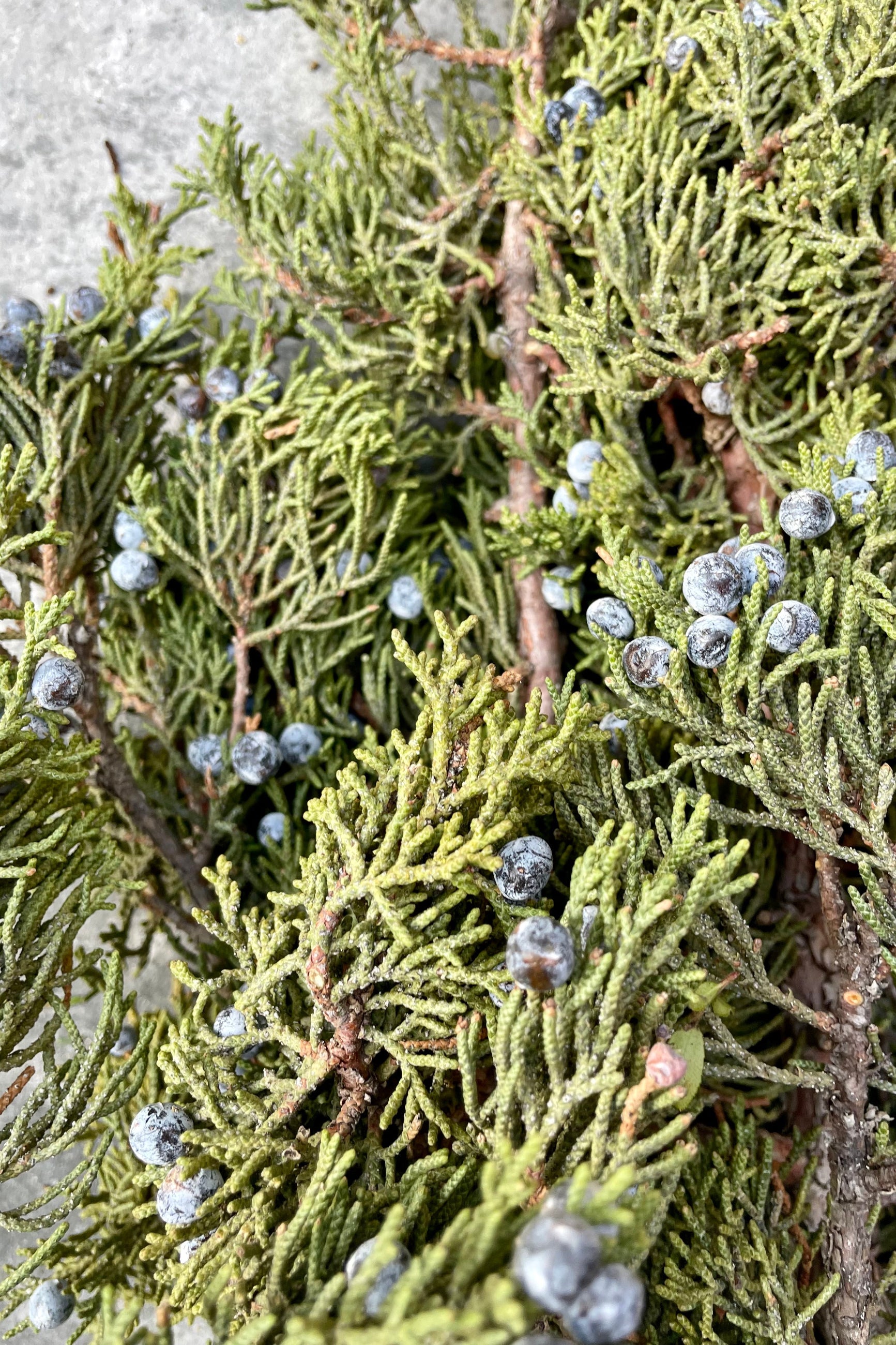 Detail picture of blue berried juniper branches. ©Sprout Home