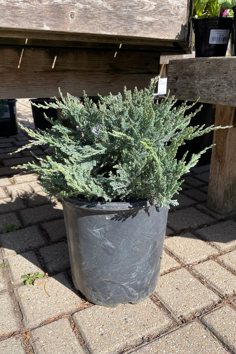 Juniperus 'Blue Chip' in a #2 pot the middle of April in the sprout home yard.