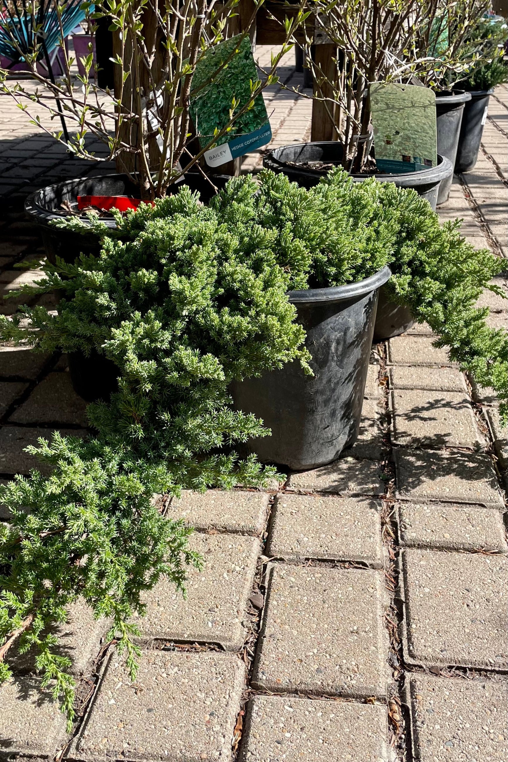 Juniper 'Nana' in a #2 pot showing the cascading branches in April. ©Sprout Home