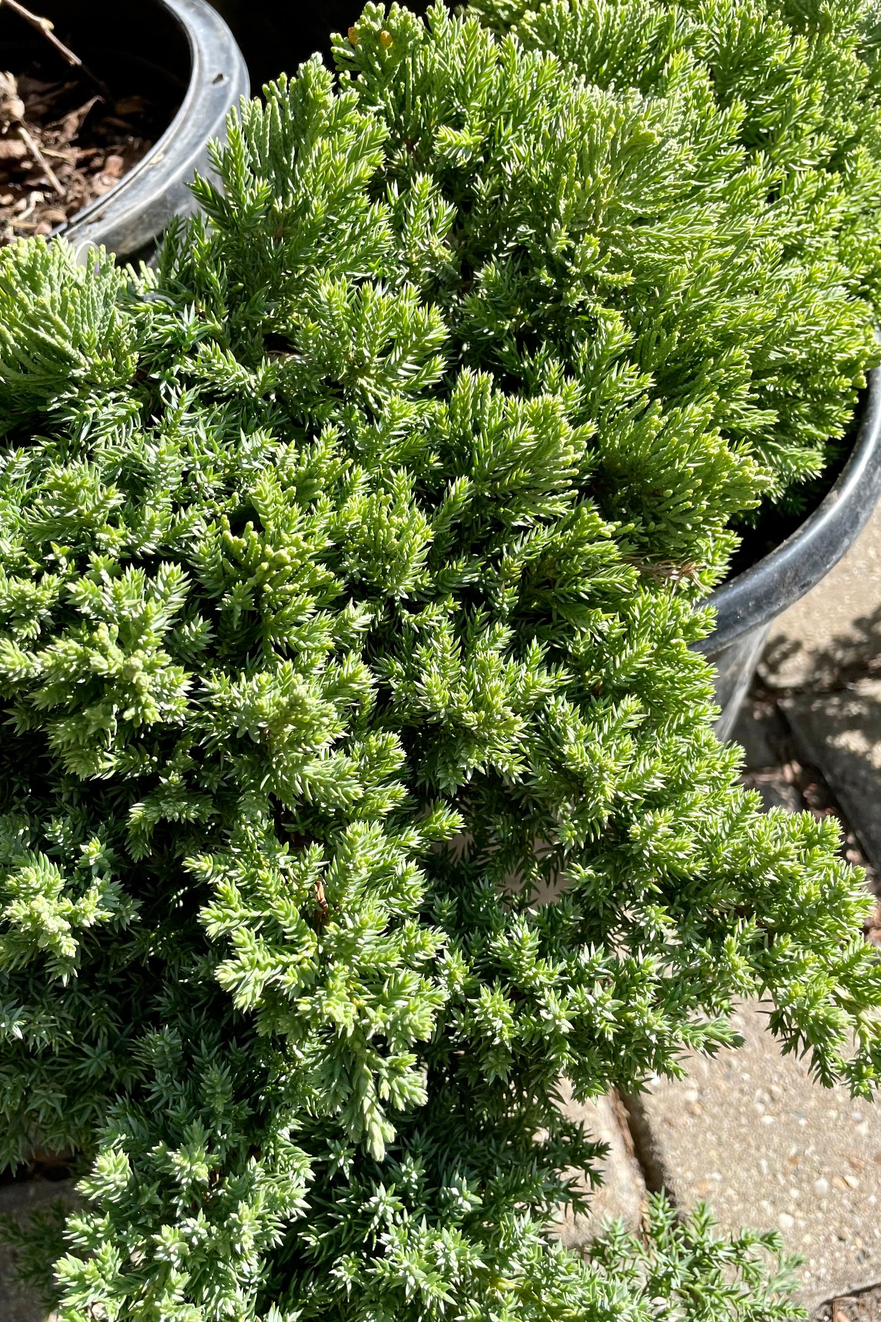 Detail of the low mounding evergreen needles of the Juniper 'Nana' in April. ©Sprout Home
