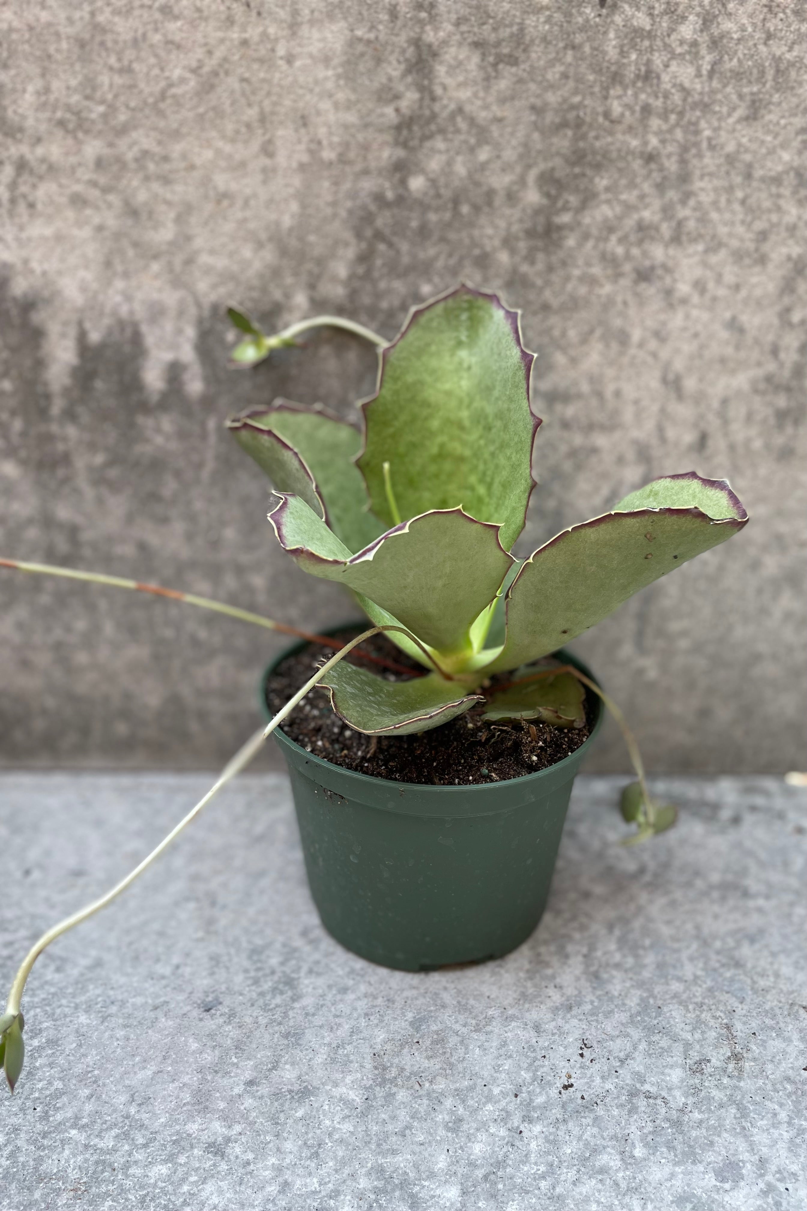 Kalanchoe synsepala plant in a 6" growers pot.