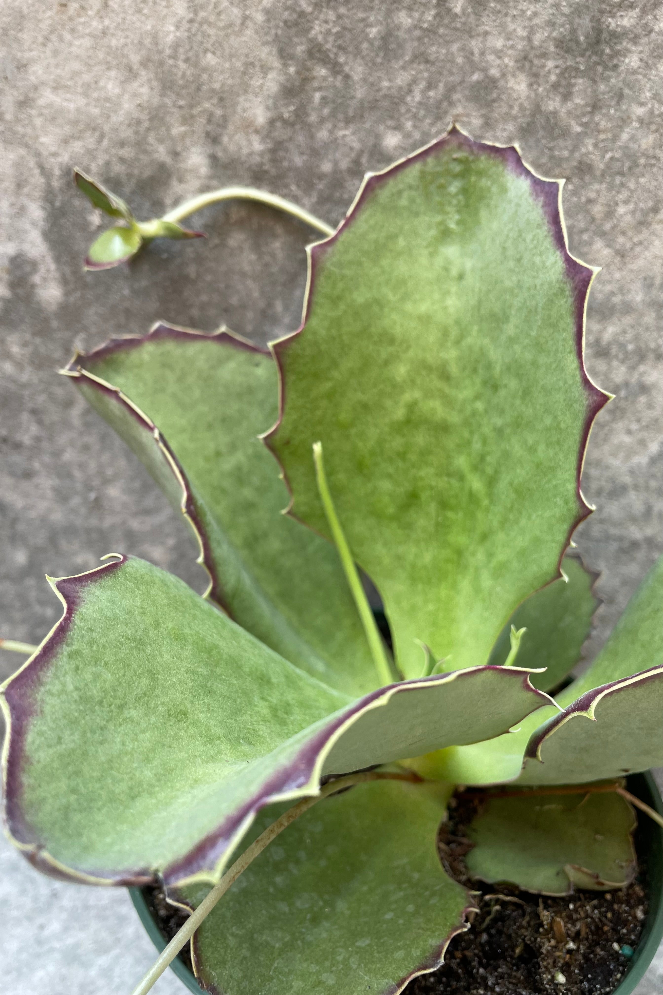 Kalanchoe synsepala detail photo of the plump succulent leaves