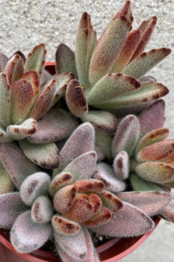 A detailed view of Kalanchoe tomentosa 'Chocolate Soldier' 4" against concrete backdrop