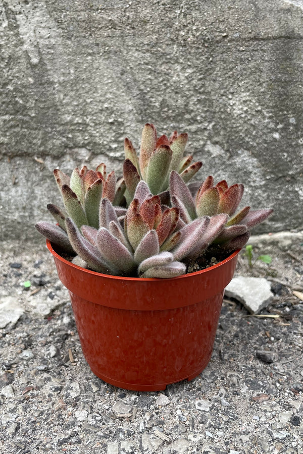 A full view of Kalanchoe tomentosa 'Chocolate Soldier' 4" in grow pot against concrete backdrop
