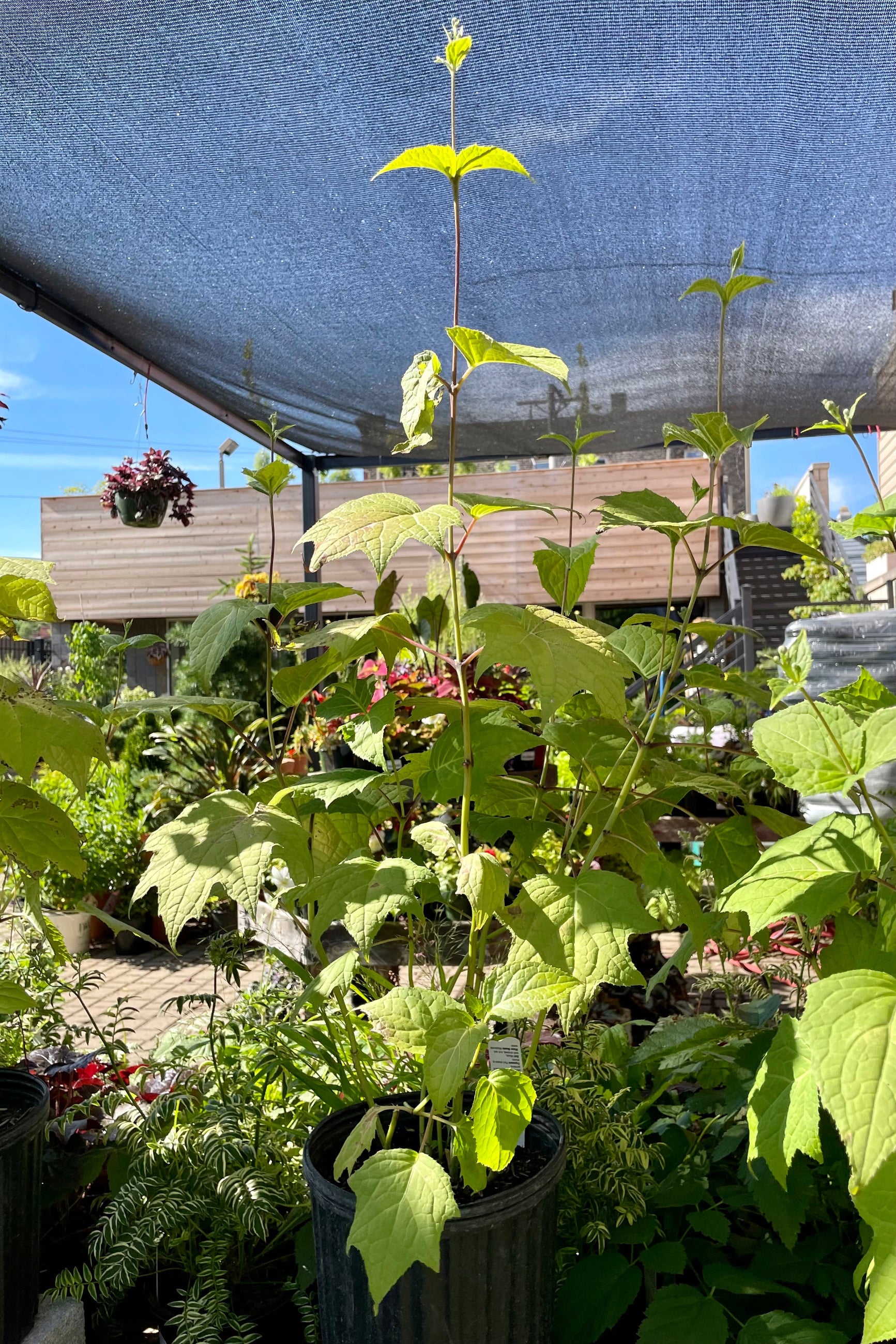 Kirengeshoma palmata perennial at the end of June showing the green maple like leaves at Sprout Home. ©Sprout Home