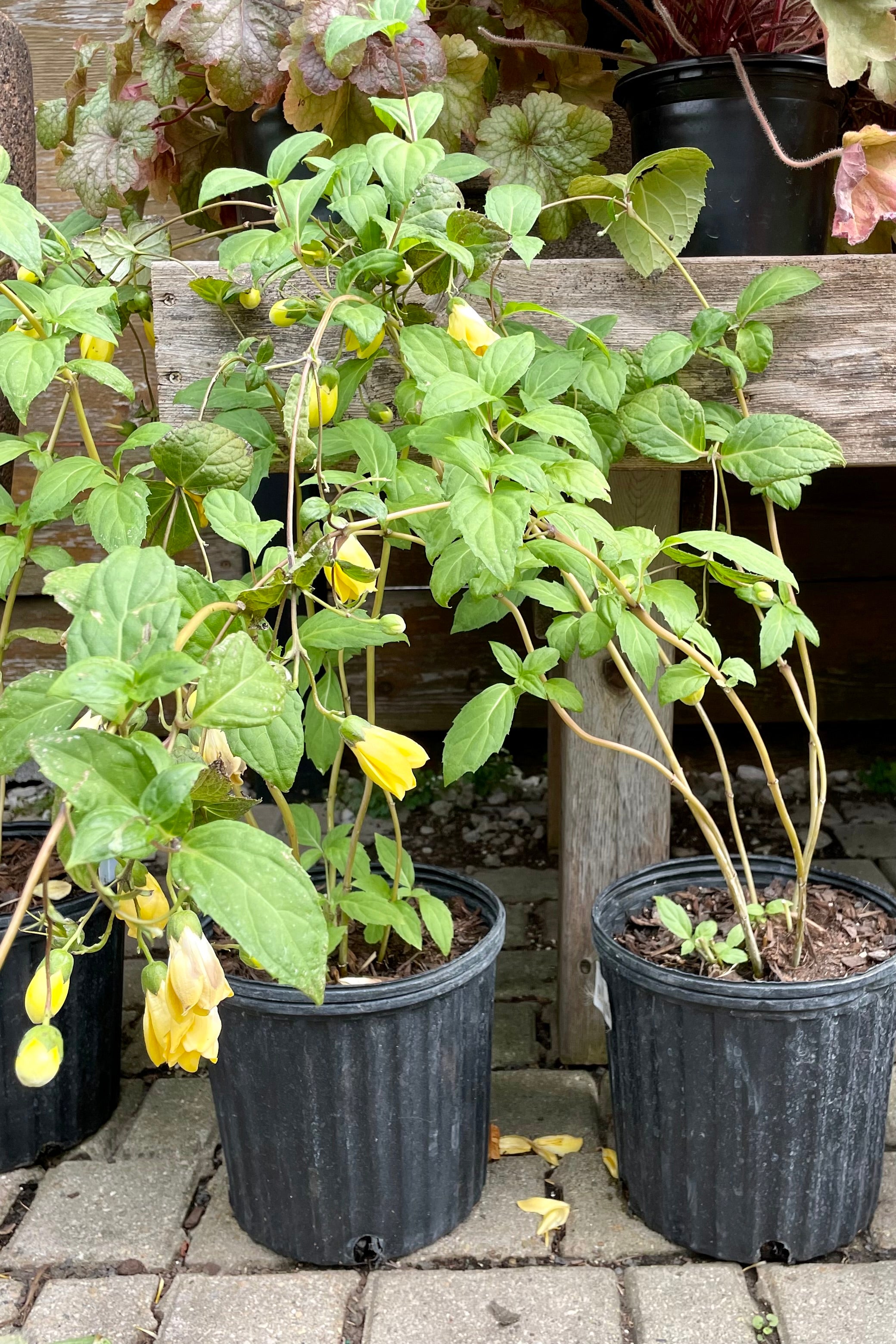 A picture of two #2 pots of Kirengeshoma palmata the end of September in bloom.