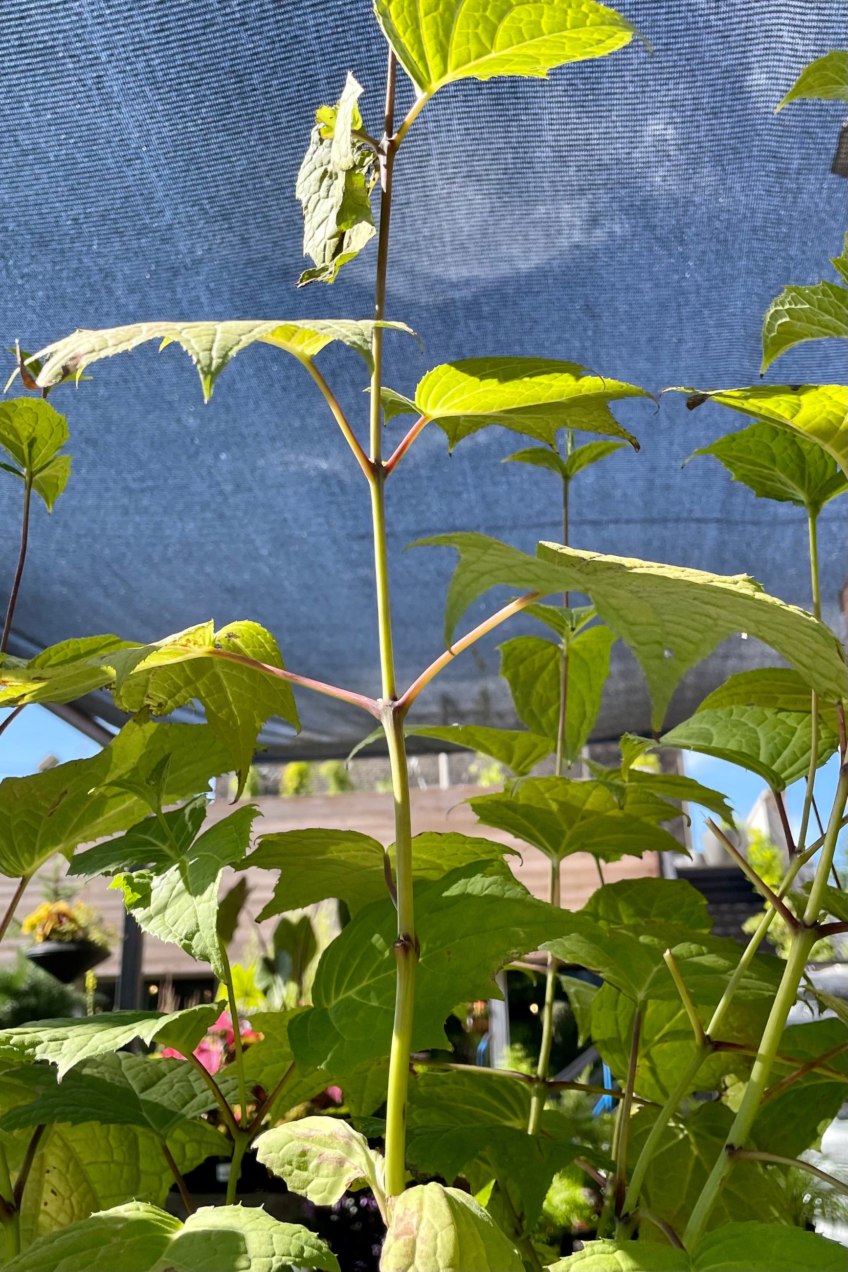 The top of the Kirengeshoma palmate plant showing the maple like leaves the end of June at Sprout Home ©Sprout Home
