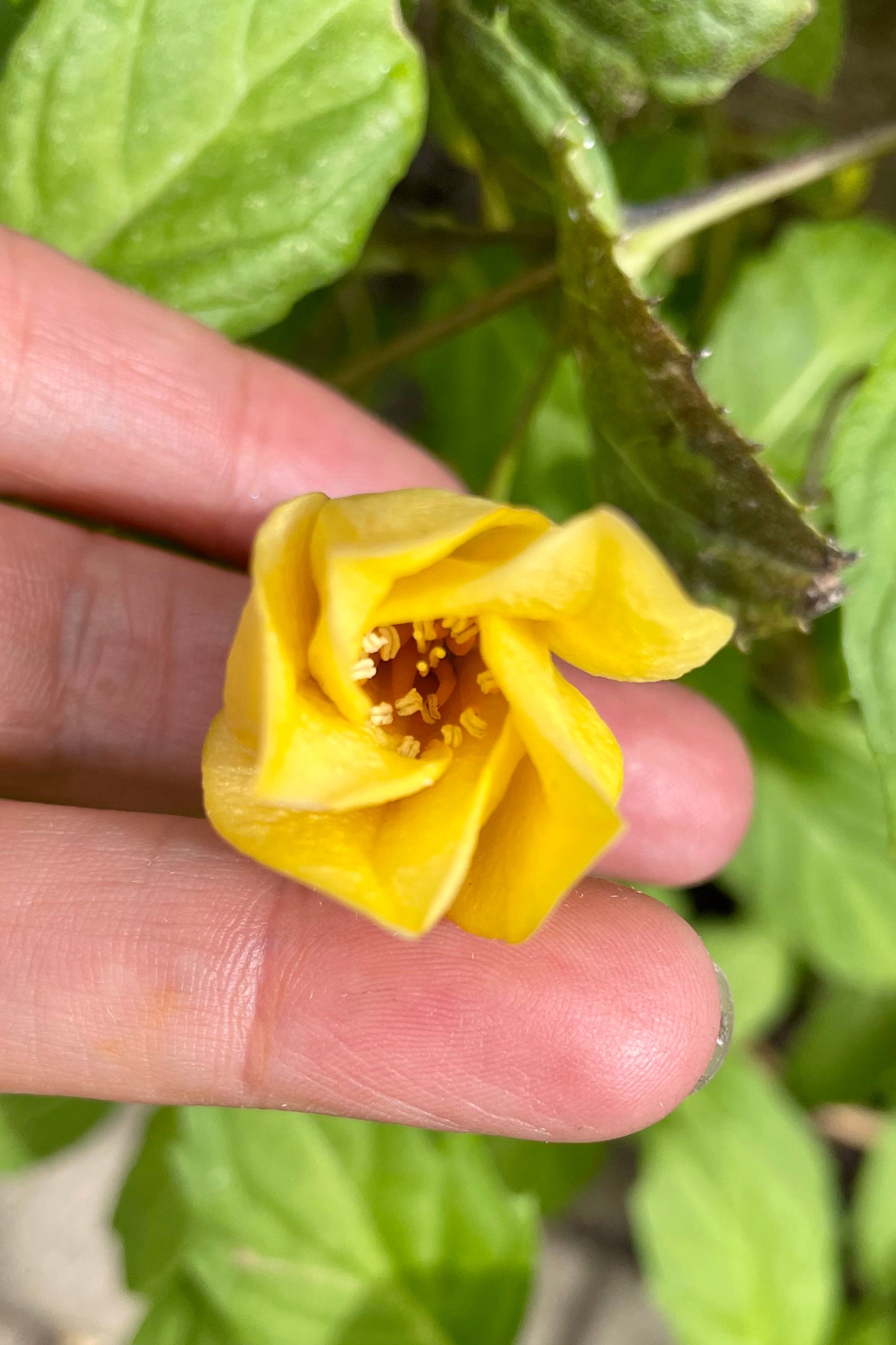 A detail picture of the yellow bloom of the Kirengeshoma palmata the end of September. ©Sprout Home