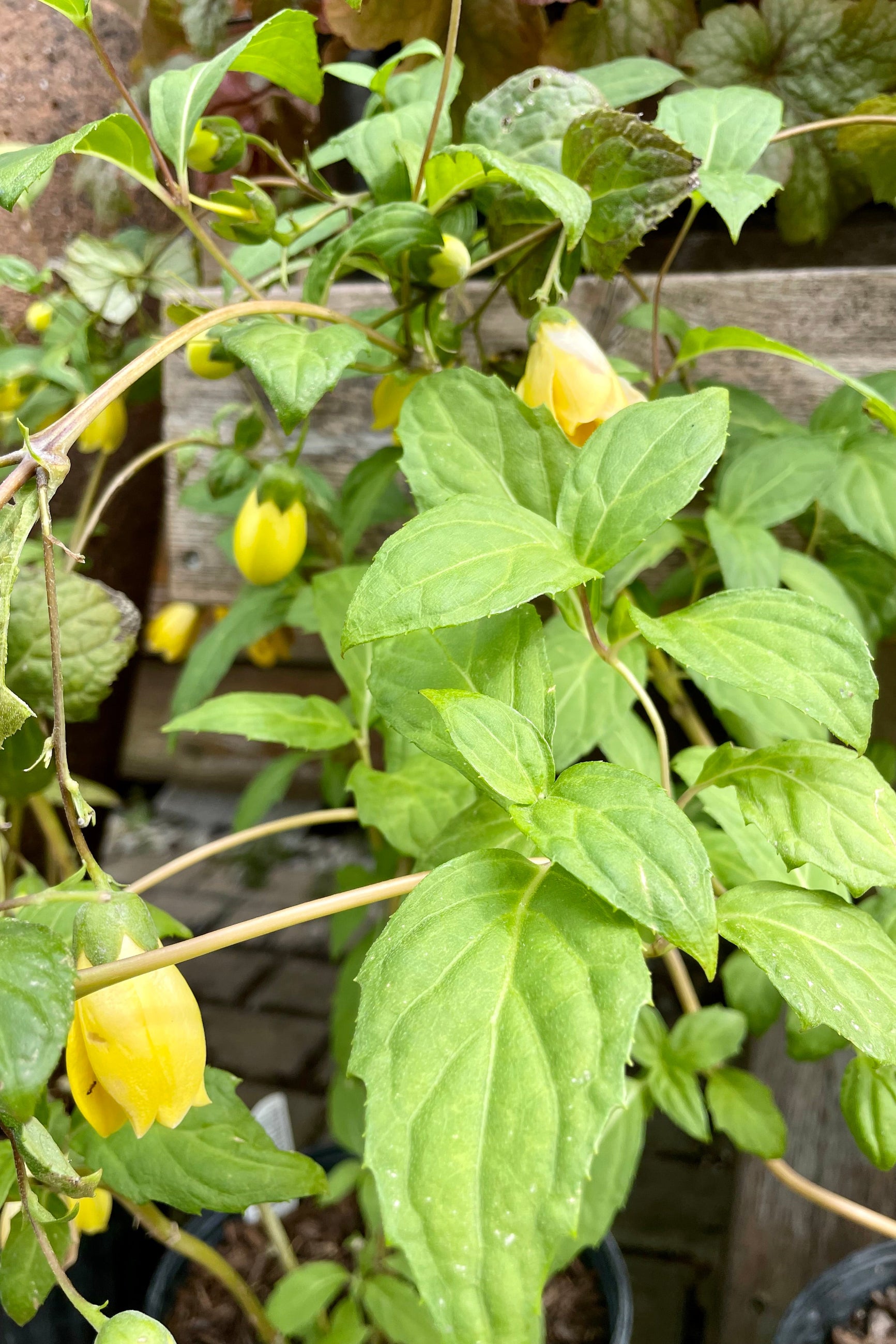Kirengeshoma palmata in full bloom with its yellow drooping flowers the end of September ©Sprout Home
