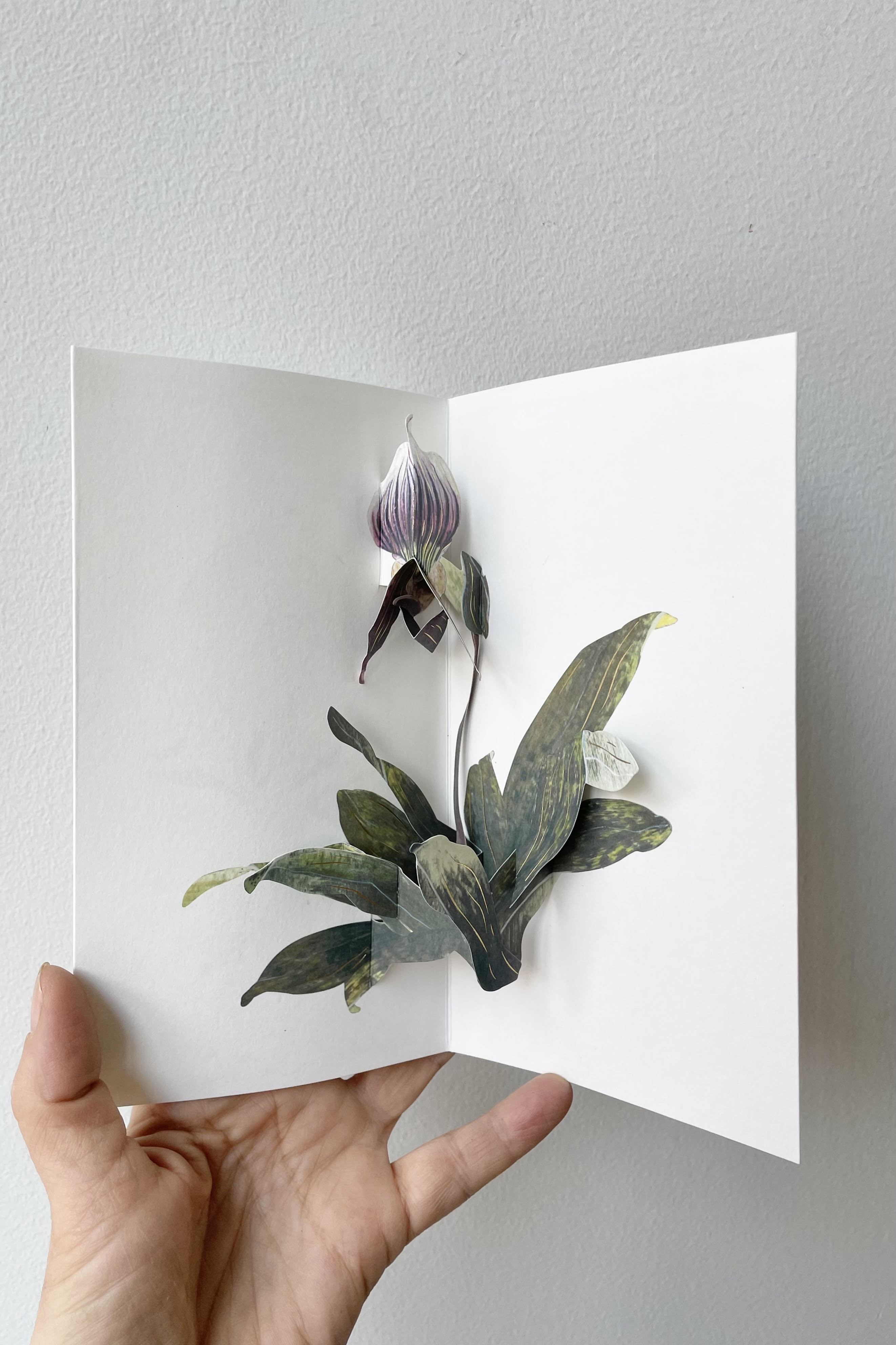A hand holds ppen the Lady Slipper Pop-up Card.