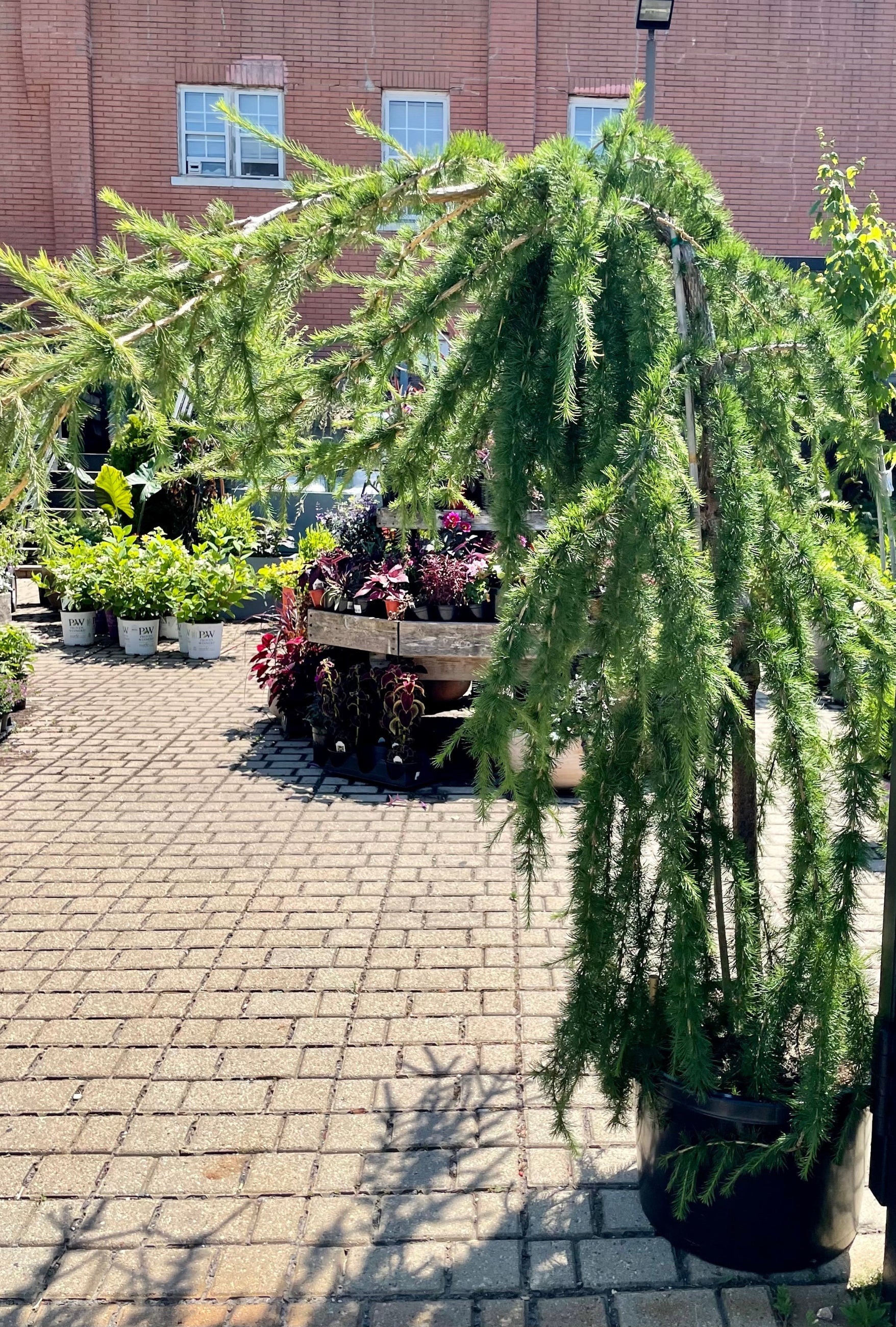 Larix decidua 'Varied Directions' tree in a #10 growers pot showing the weeping limbs in the Sprout Home yard the end of June. ©Sprout Home