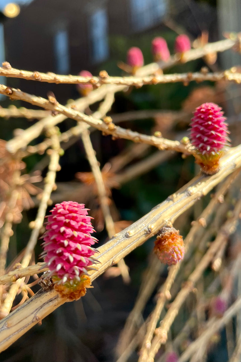 Bright purple pink cones on the Larix 'Varied Directions'  in early spring before the needles pop out. 