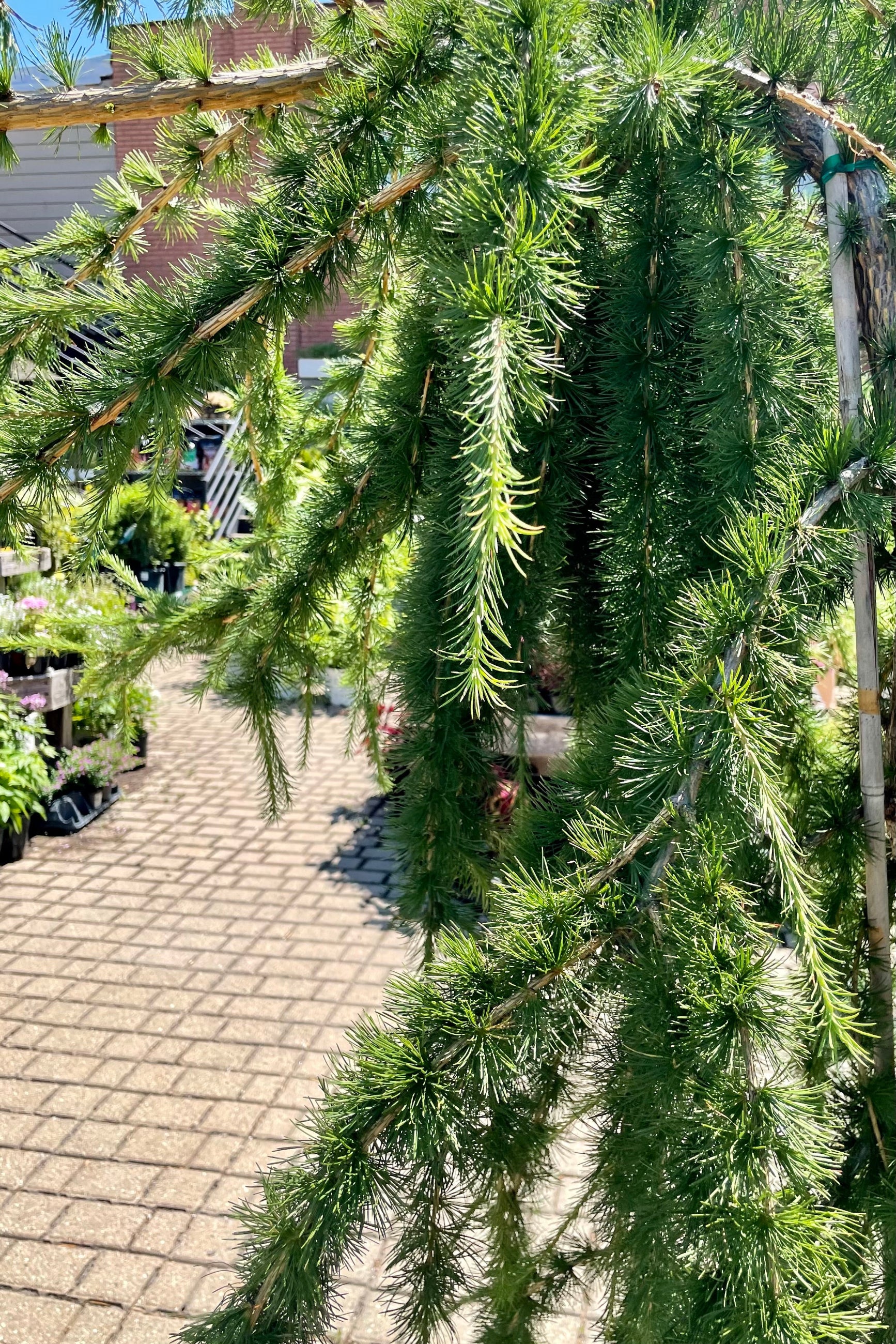 Detail picture of the weeping limbs with green decisions needles of the Larix decidua 'Varied Directions' tree at Sprout Home the end of June in the yard. ©Sprout Home