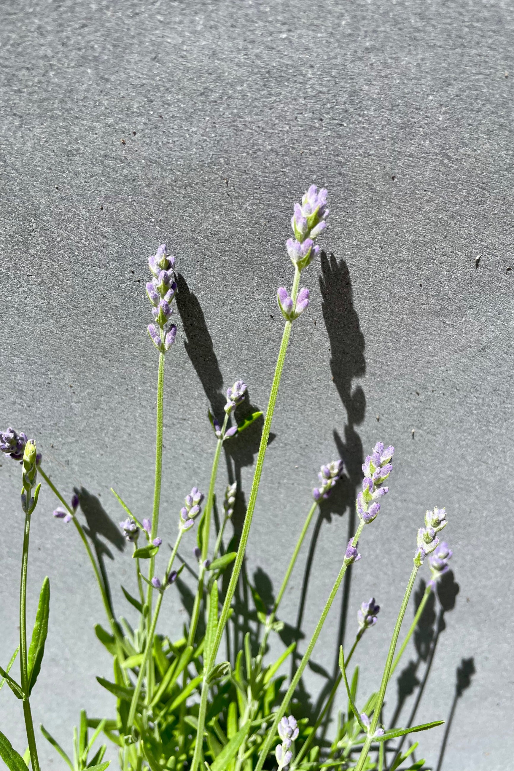 Lavandula 'Muntean' flowers on top of green foliage against a gray wall the beginning of June at Sprout Home. ©Sprout Home