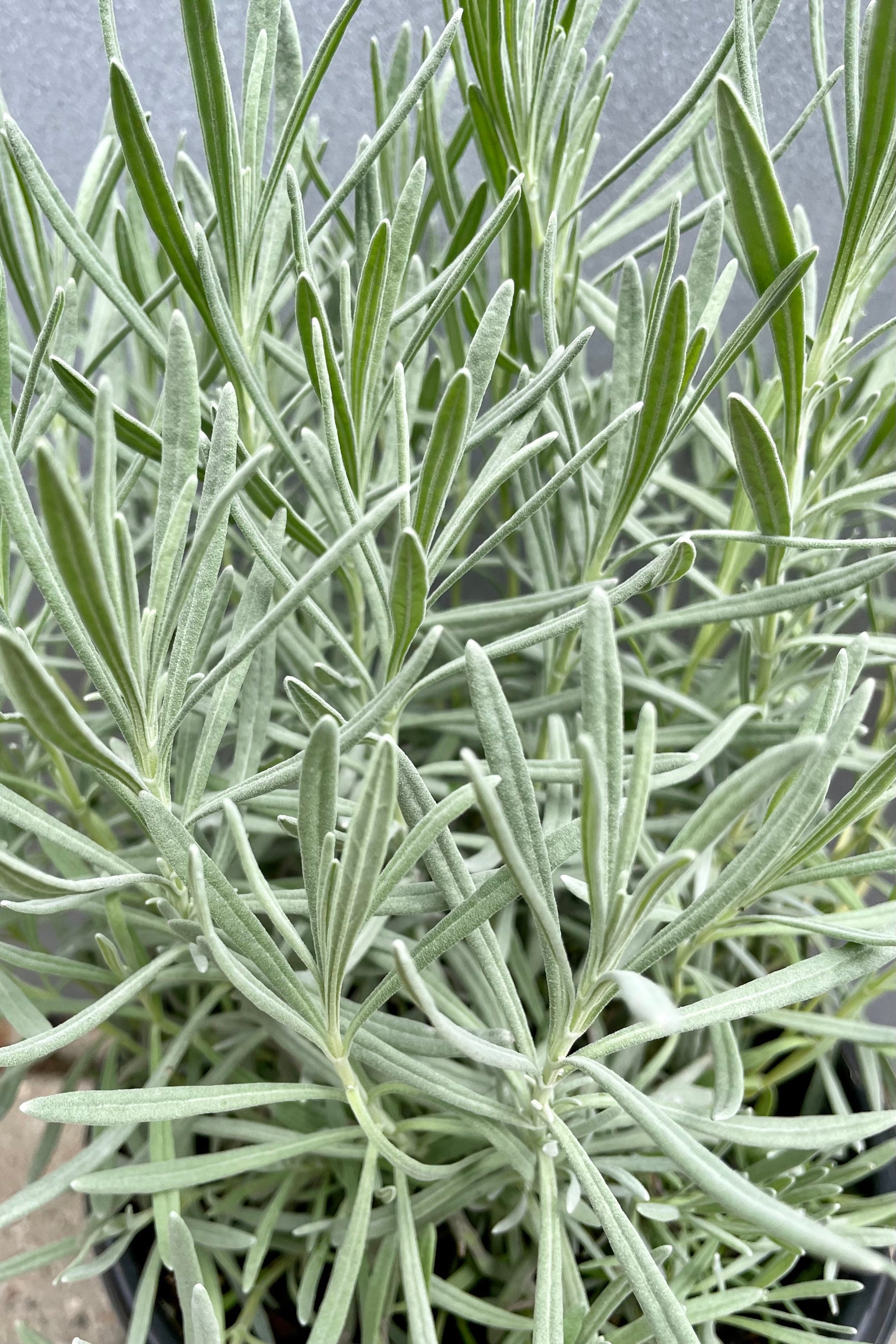 Detail picture of the gray green foliage of the Lavendula 'Phenomenal' the end of September. ©Sprout Home