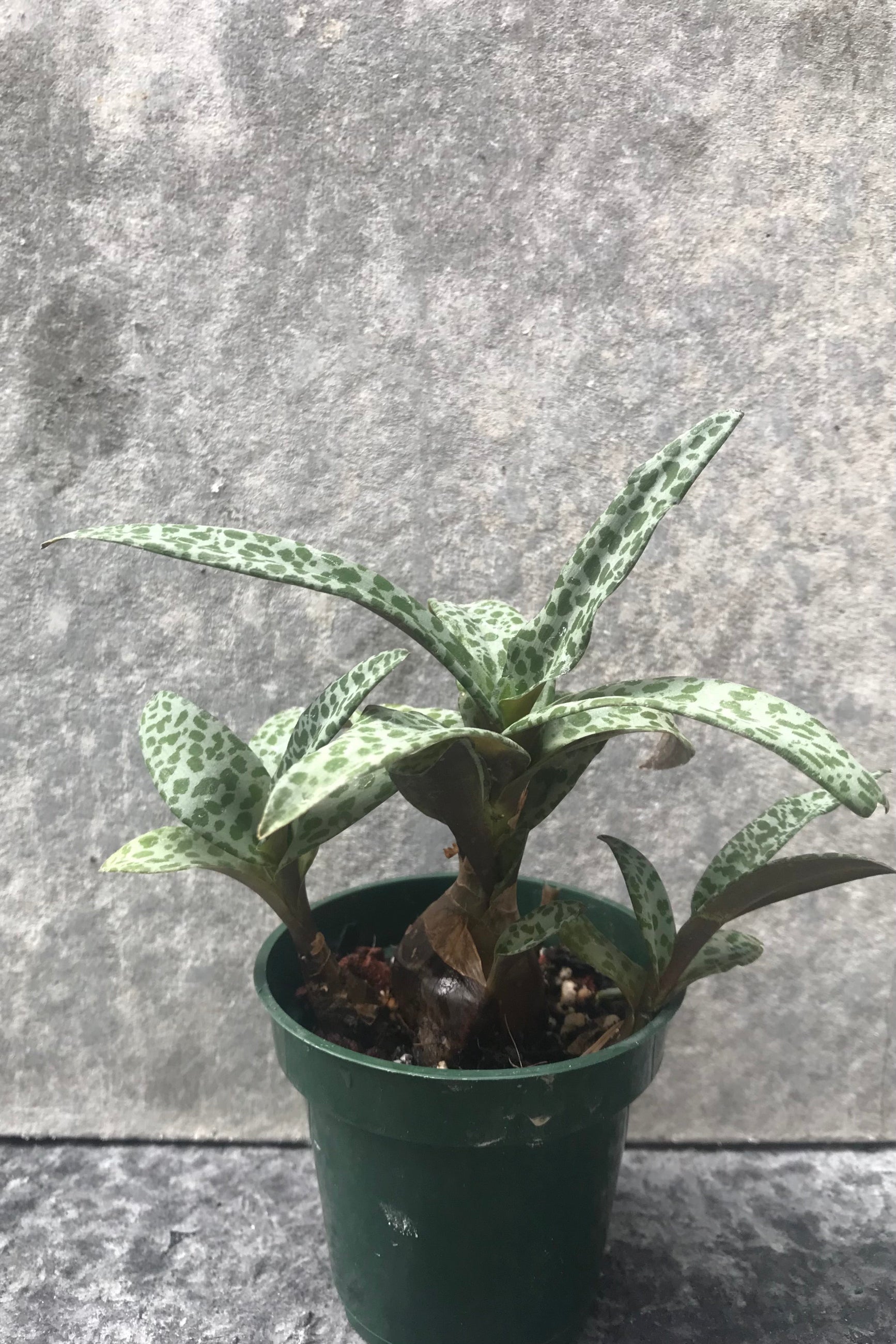 Ledebouria Silver leaves with green spots ©Sprout Home
