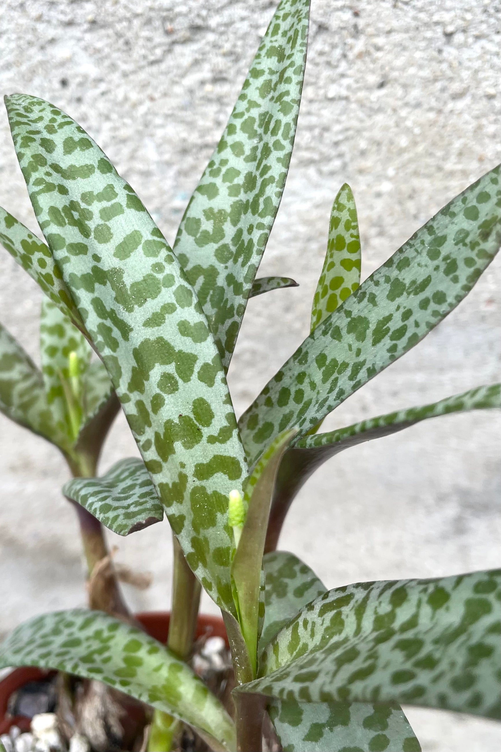 A detailed view of Ledebouria socialis 4" against concrete backdrop ©Sprout Home