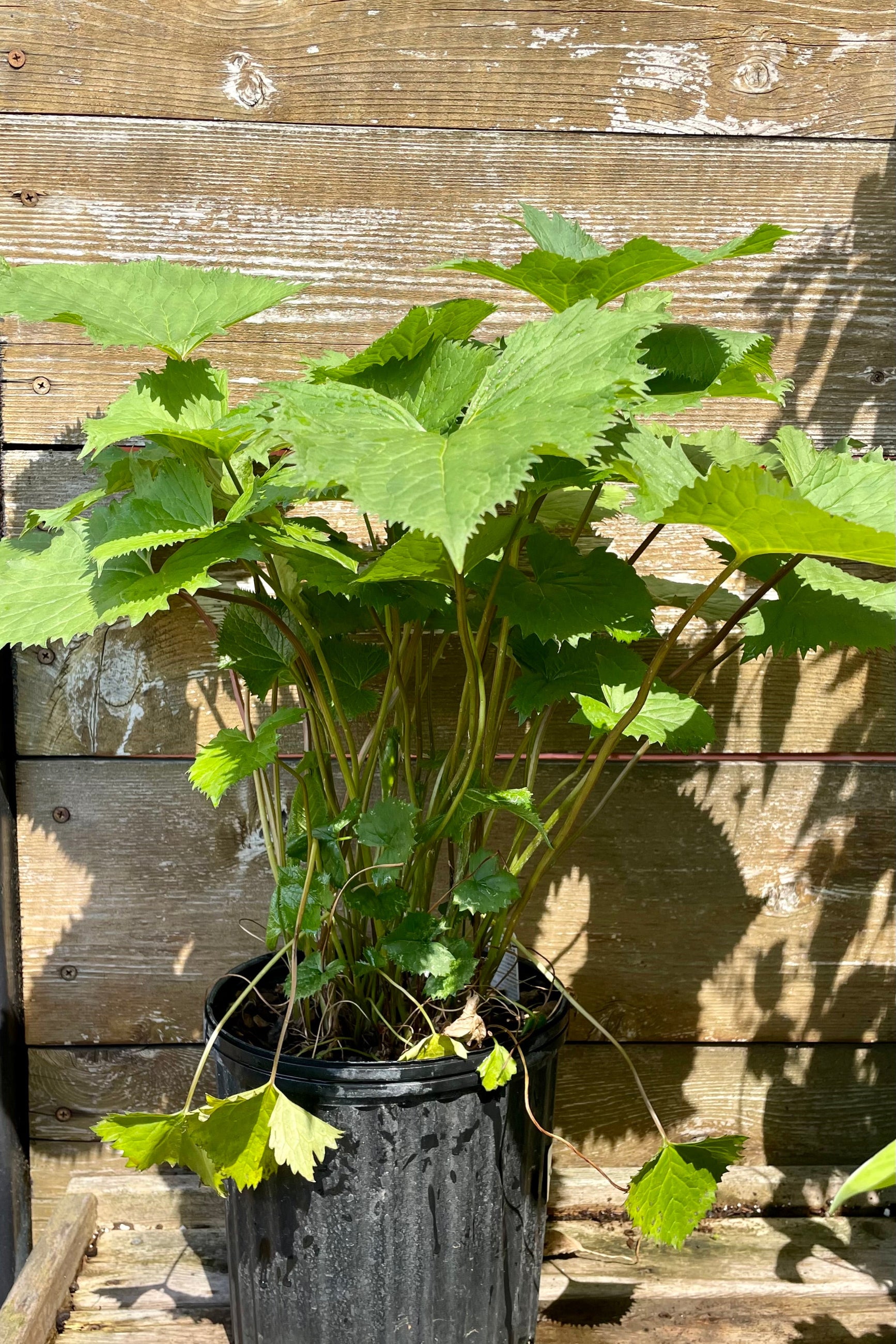 #2 size pot of Ligularia 'The Rocket' perennial against a cedar fence mid June showing the green huge serrated leaves at Sprout Home. ©Sprout Home