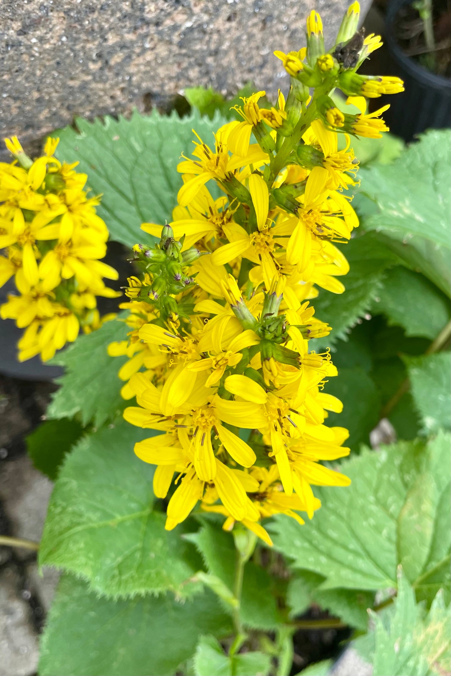 The bright yellow rocket like blooms of the Ligularia 'The Rocket' in mid July at Sprout Home. ©Sprout Home