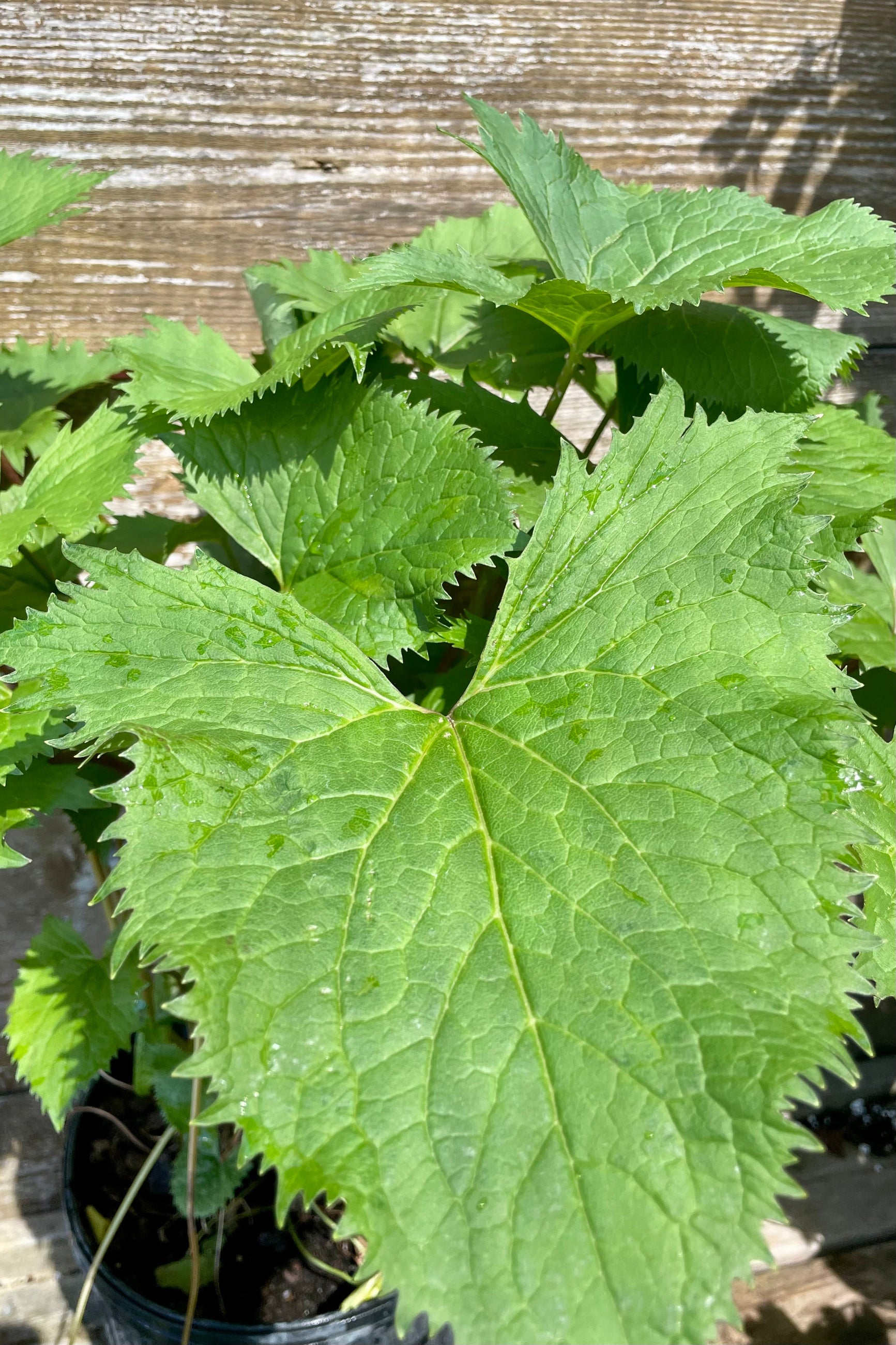 Detail picture of the serrated heart shaped green leaves of the LIgularia 'The Rocket' in mid June against a cedar fence at Sprout Home. ©Sprout Home