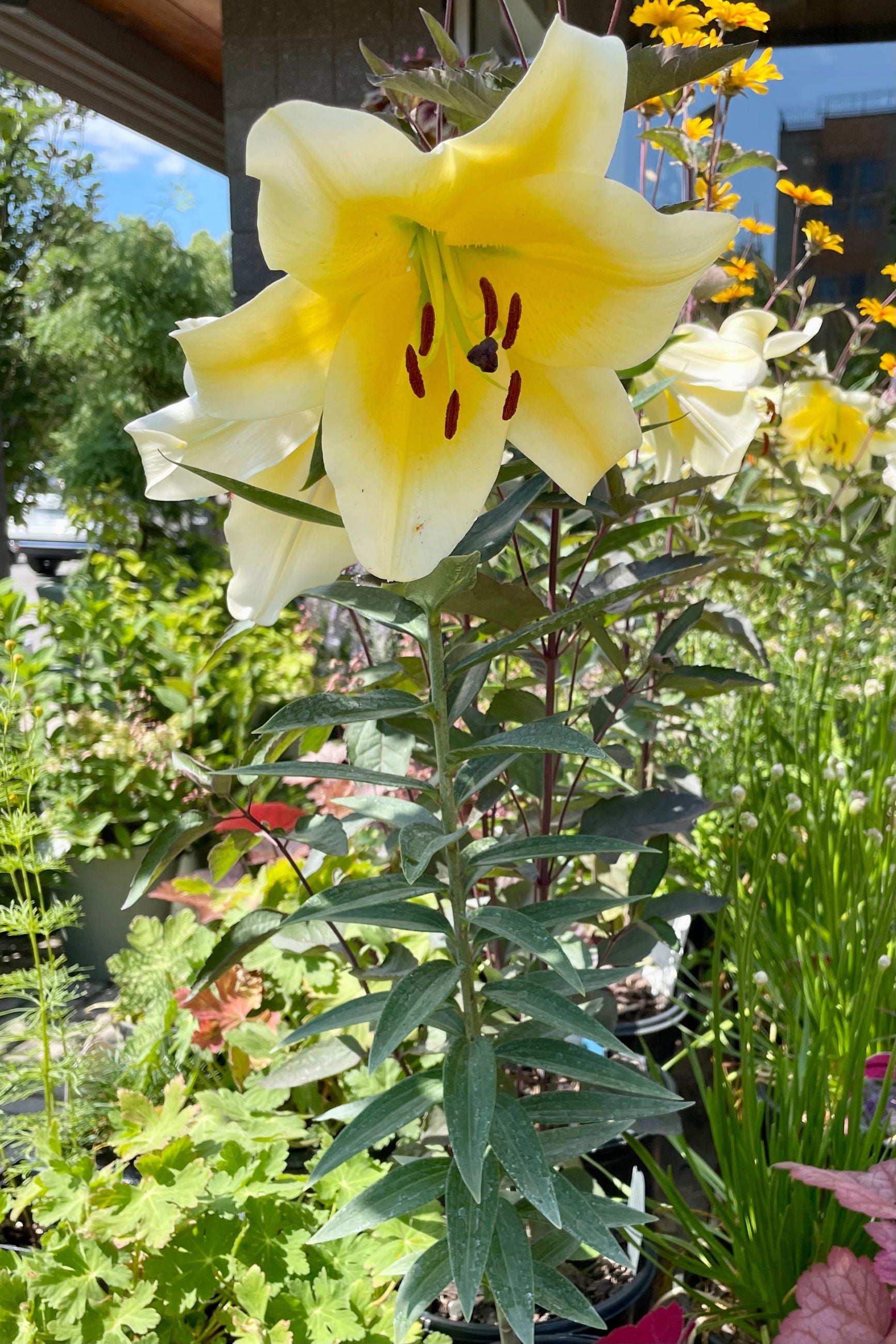 Lilium 'Conca D'or' in bloom with its yellow flowers in a #1 growers pot mid July at Sprout Home. ©Sprout Home
