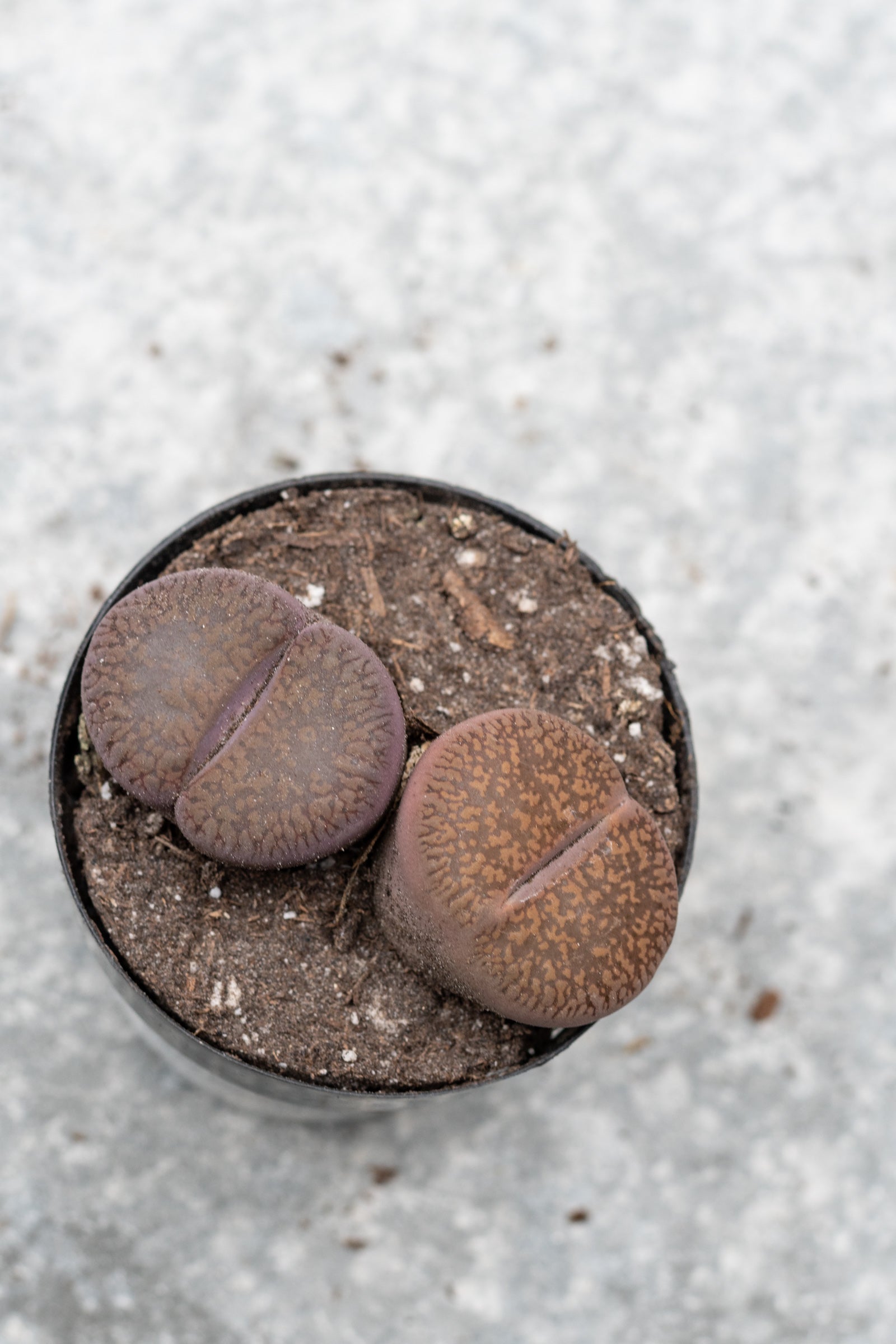 Lithop 2.5"