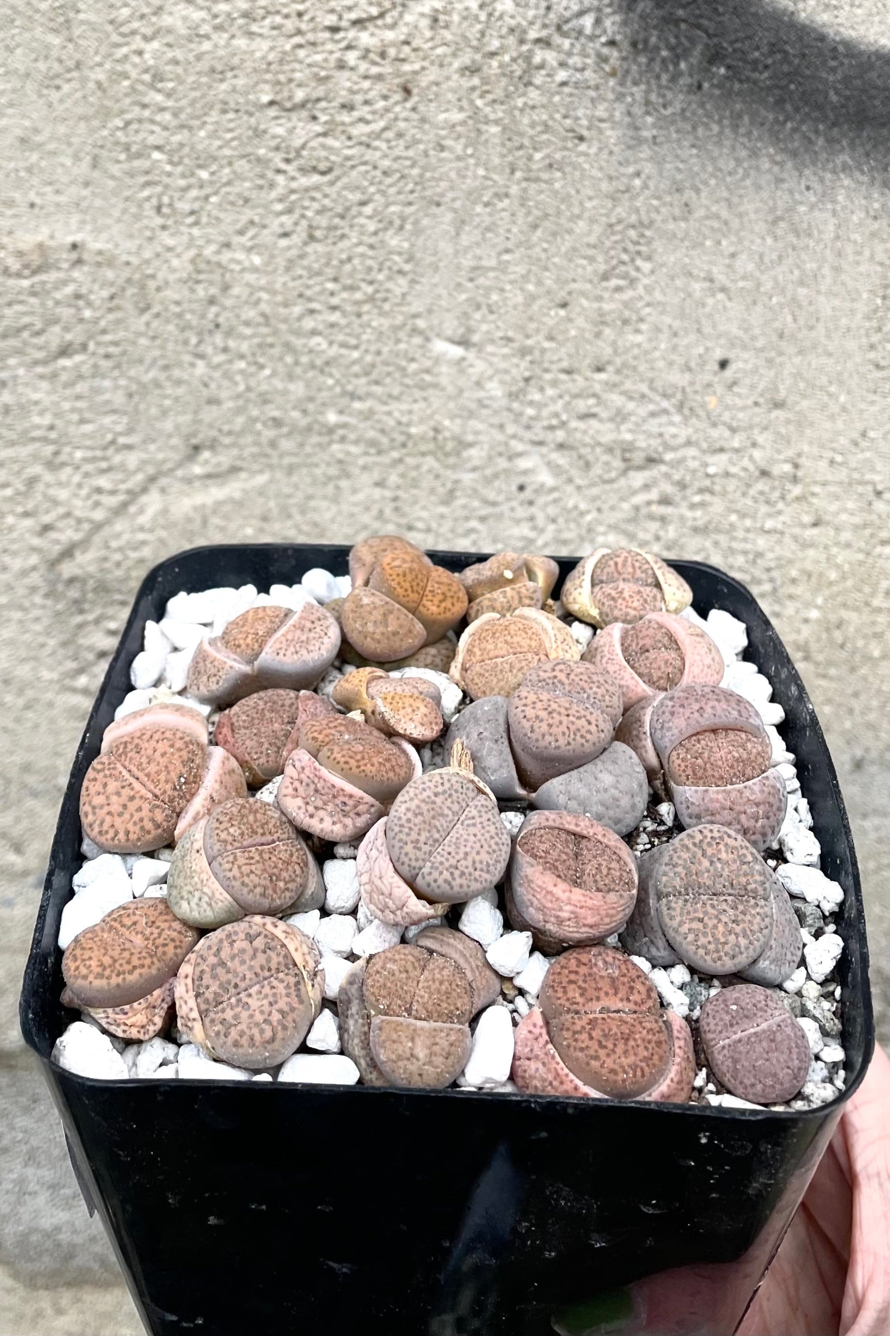 A hand holds Lithops 4" in grow pot against concrete backdrop ©Sprout Home
