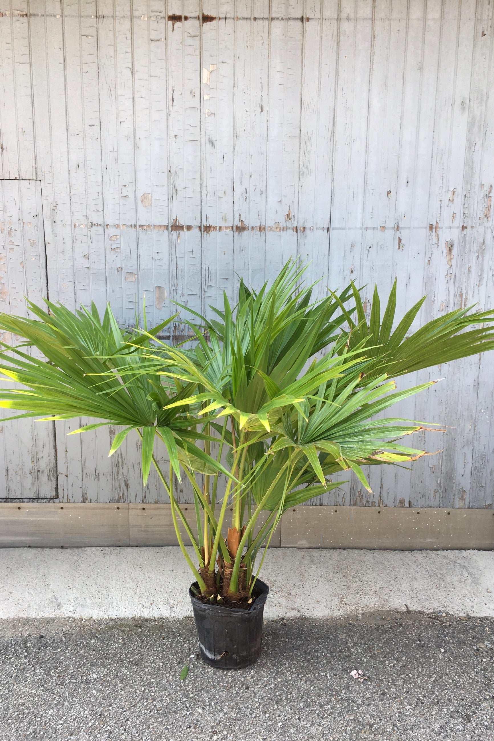 Livistona chinensis plant in a 10" growers pot. ©Sprout Home