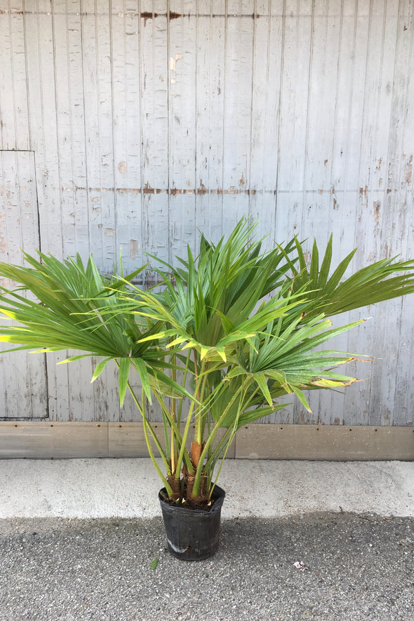 Livistona chinensis plant in a 10" growers pot.