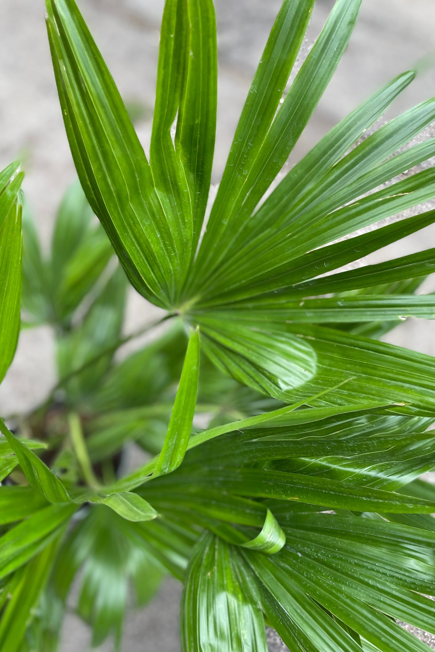Close up of Livistona chinensis "Fan Palm" leaves ©Sprout Home