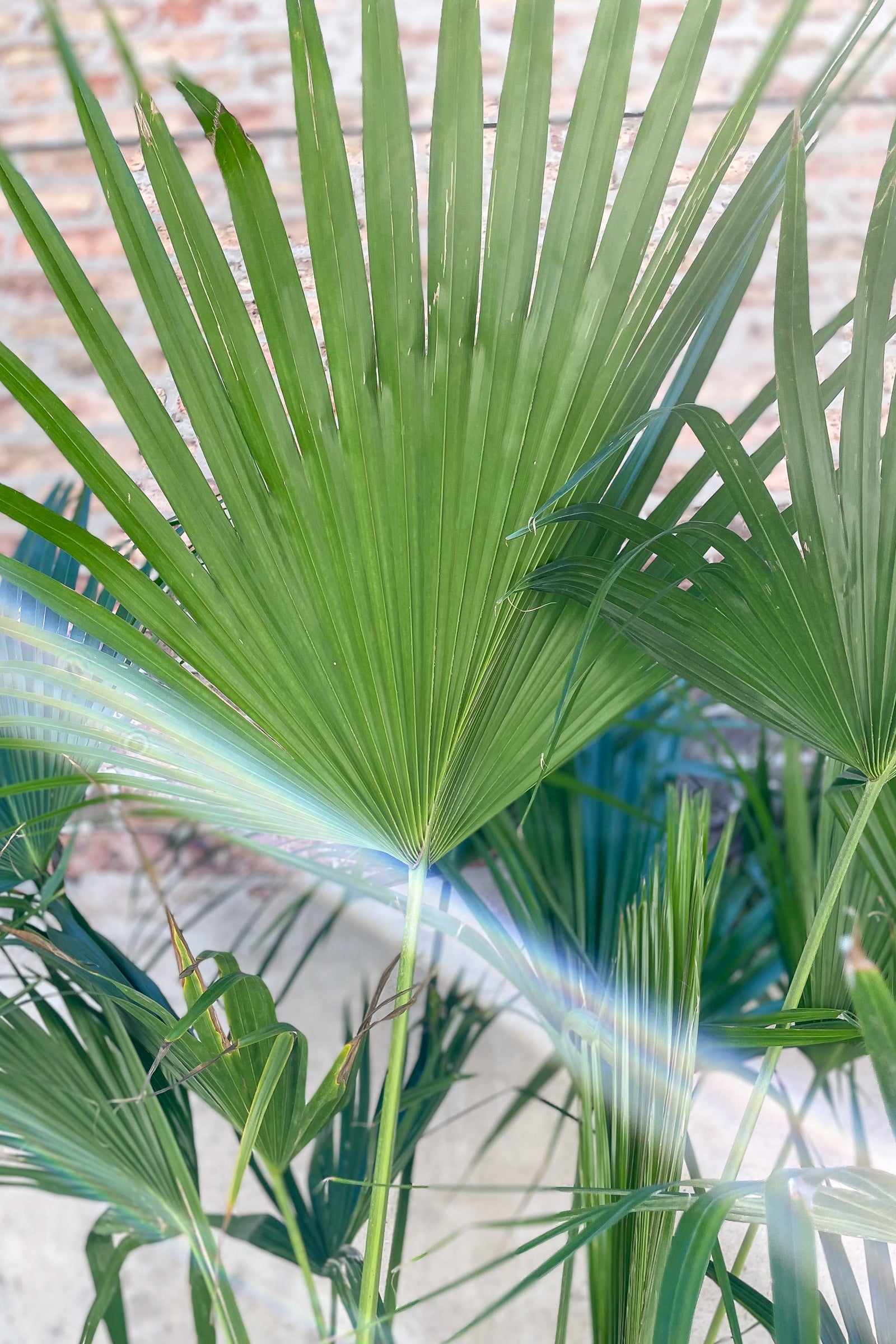 Close up of Livistonia "Fan Palm" foliage ©Sprout Home