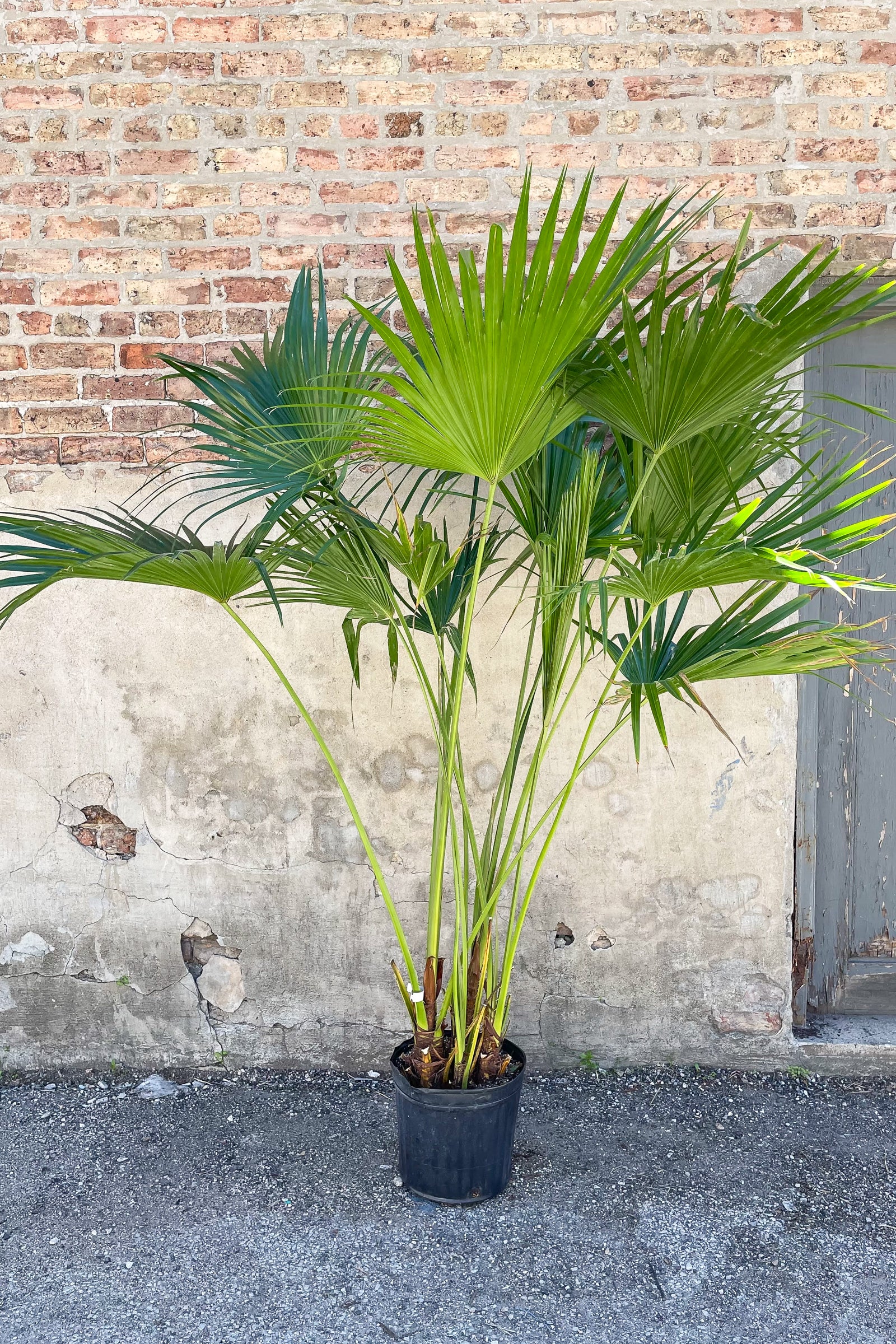 Livistonia "Fan Palm" potted in front of concrete wall ©Sprout Home