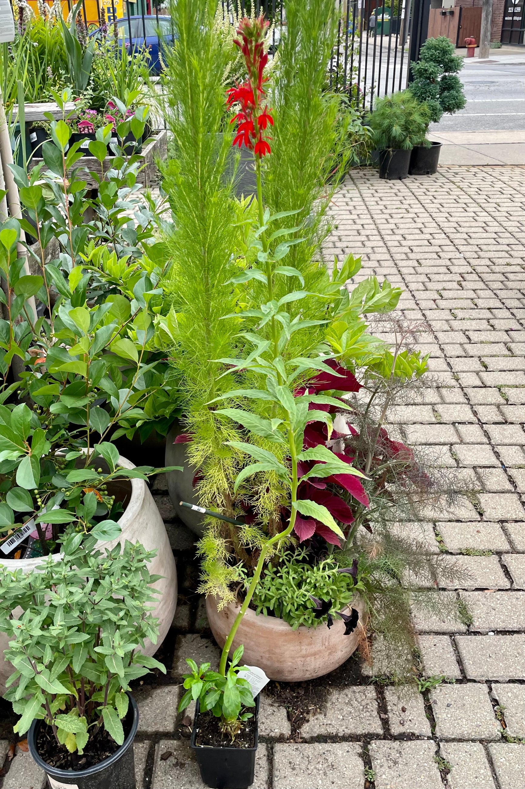 Lobelia cardinalis in a 4" pot single stalk standing tall with a red bloom mid July. ©Sprout Home