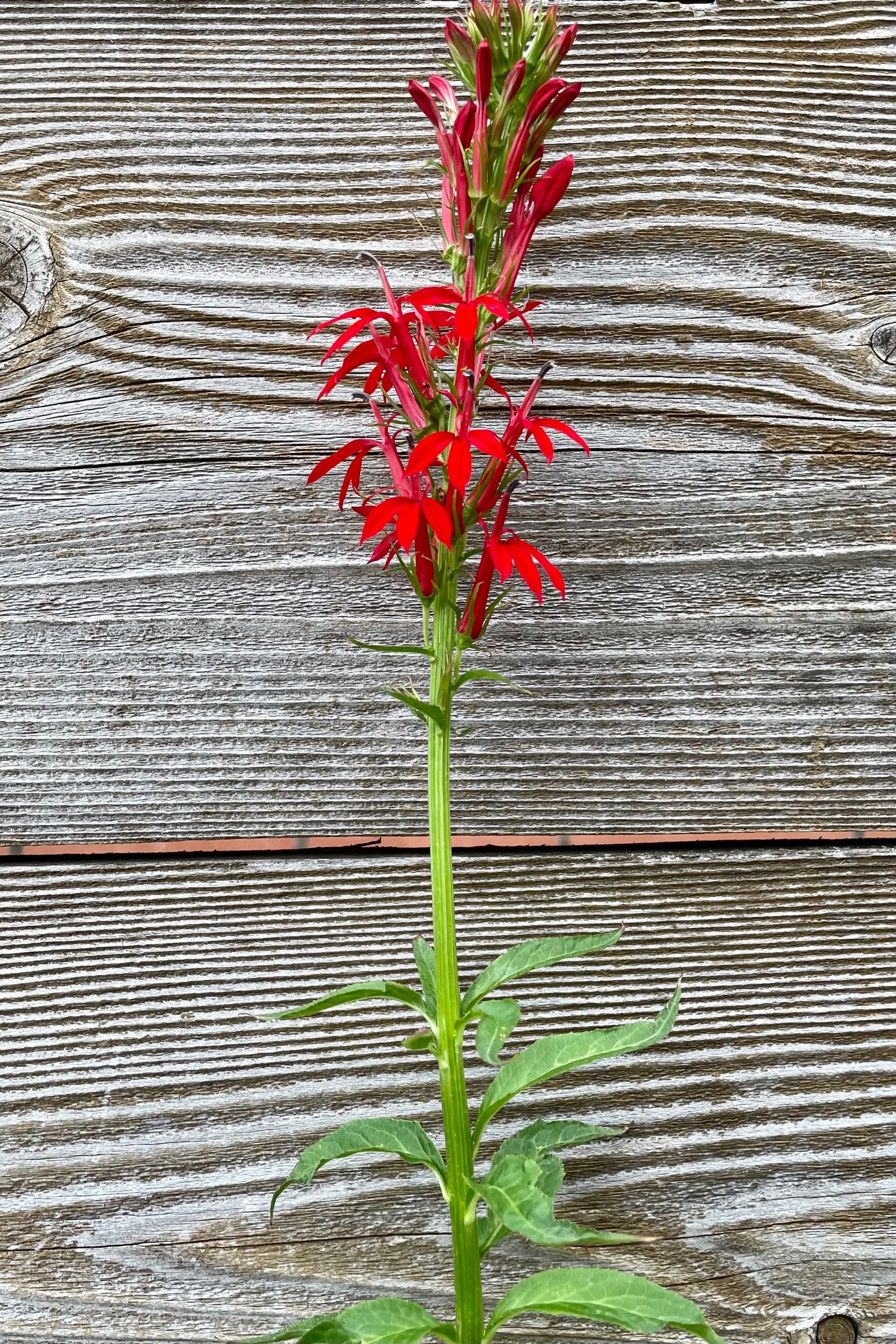 The bright cardinal red bloom of Lobelia cardinalis against a wood fence mid July at Sprout Home. ©Sprout Home