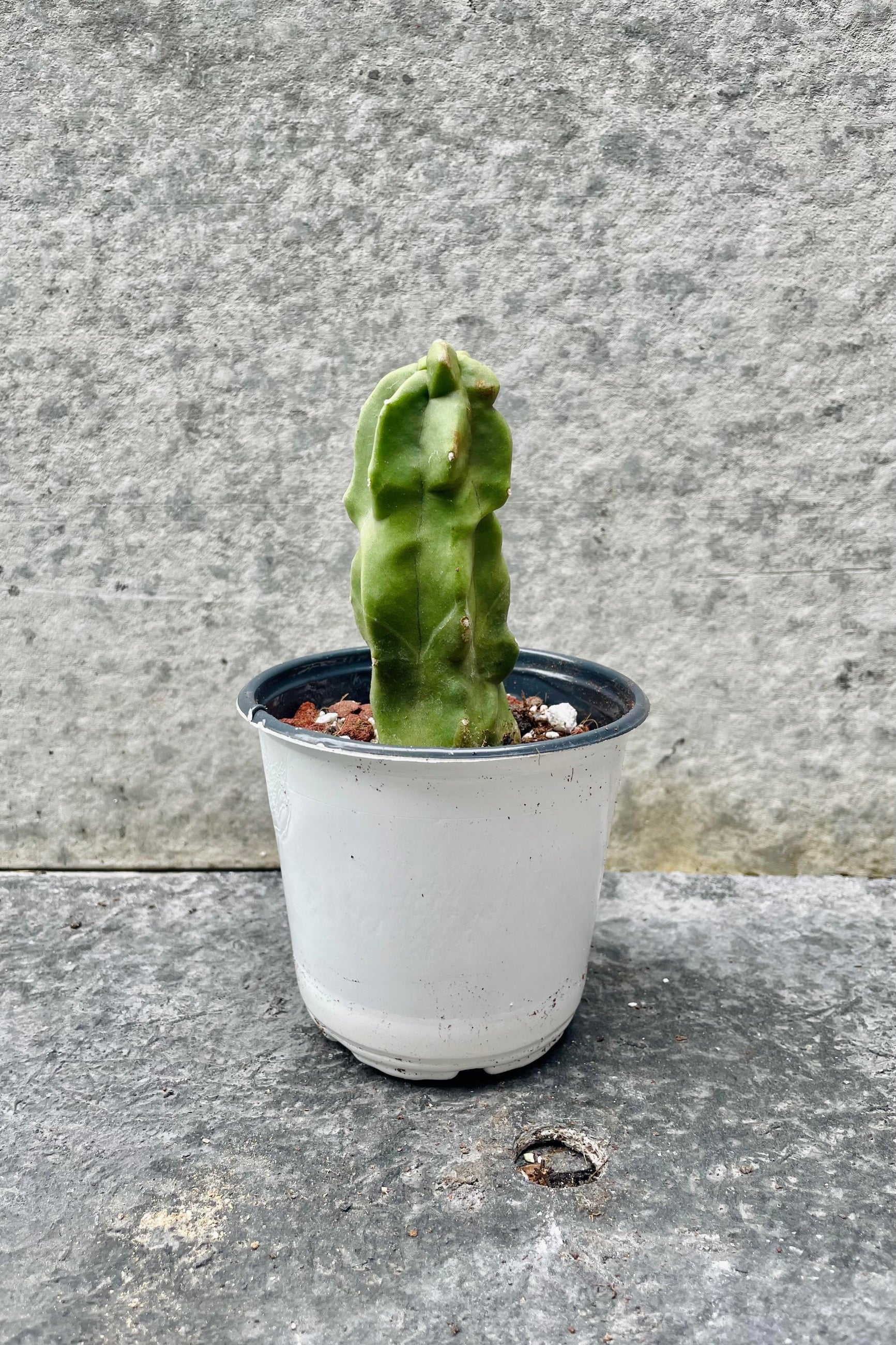 The Lophocereus schottii monstrose 'Totem Pole Cactus" sits in a 4.5 inch growers pot against a grey backdrop. ©Sprout Home