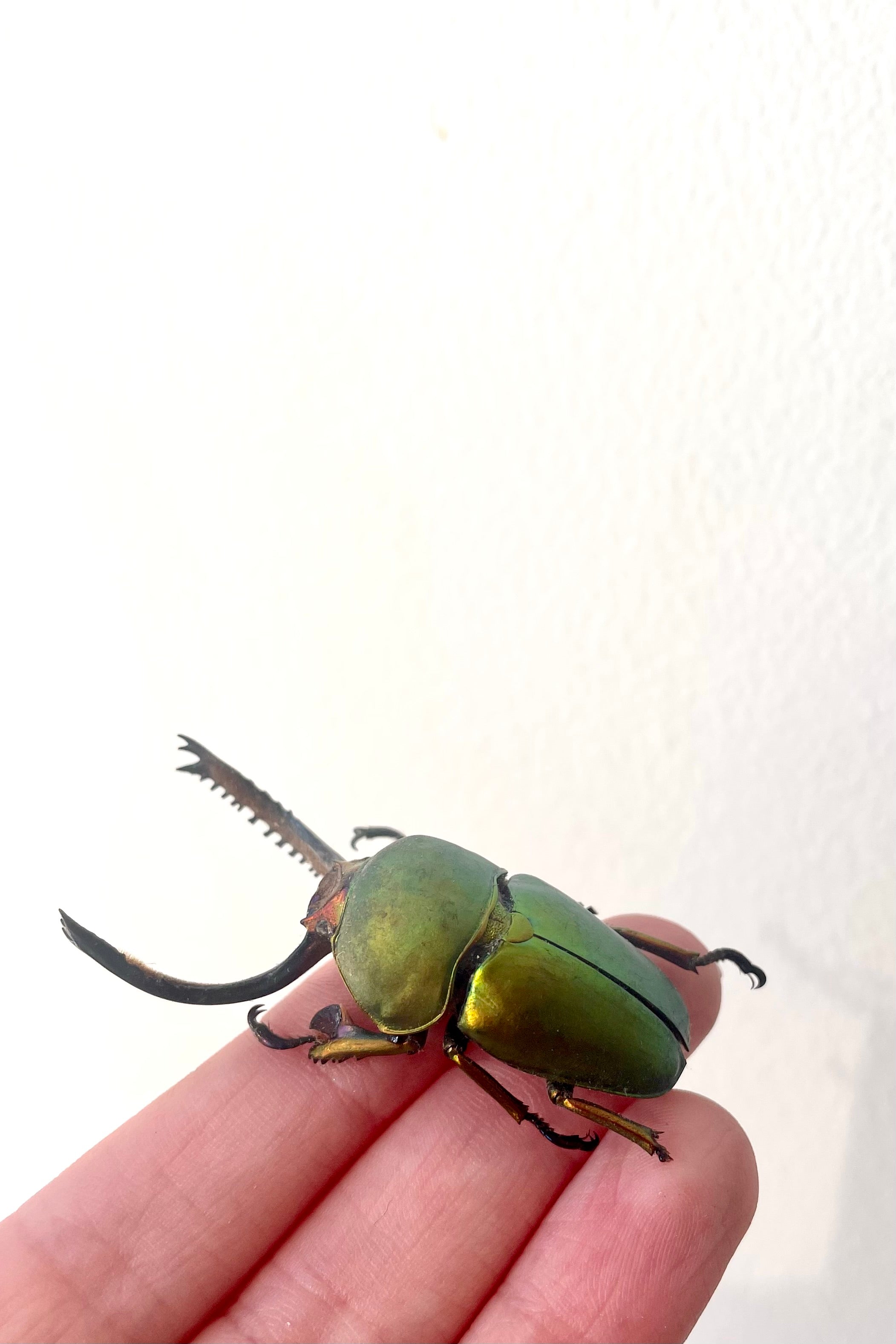A hand holds the unmounted Lamprima adolphanae against a white backdrop