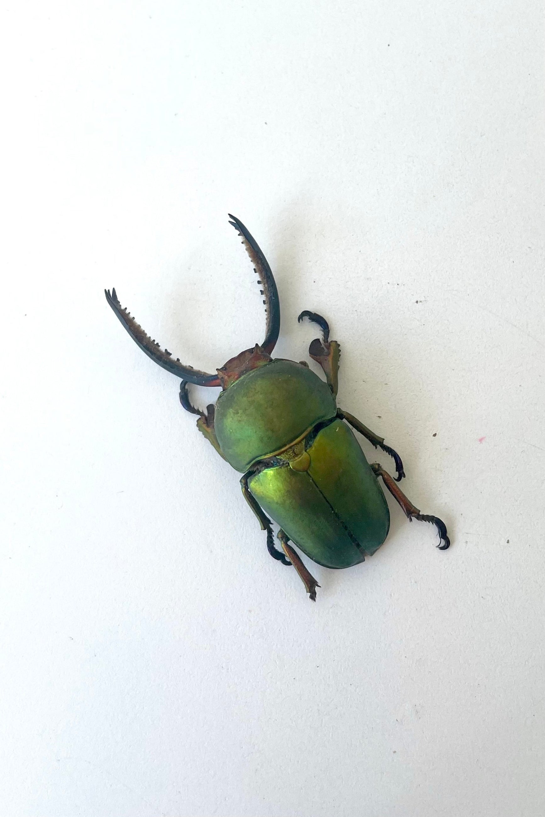 An overhead view of the unmounted Lamprima adolphanae, a metallic green stag beetle, against a white backdrop ©Sprout Home