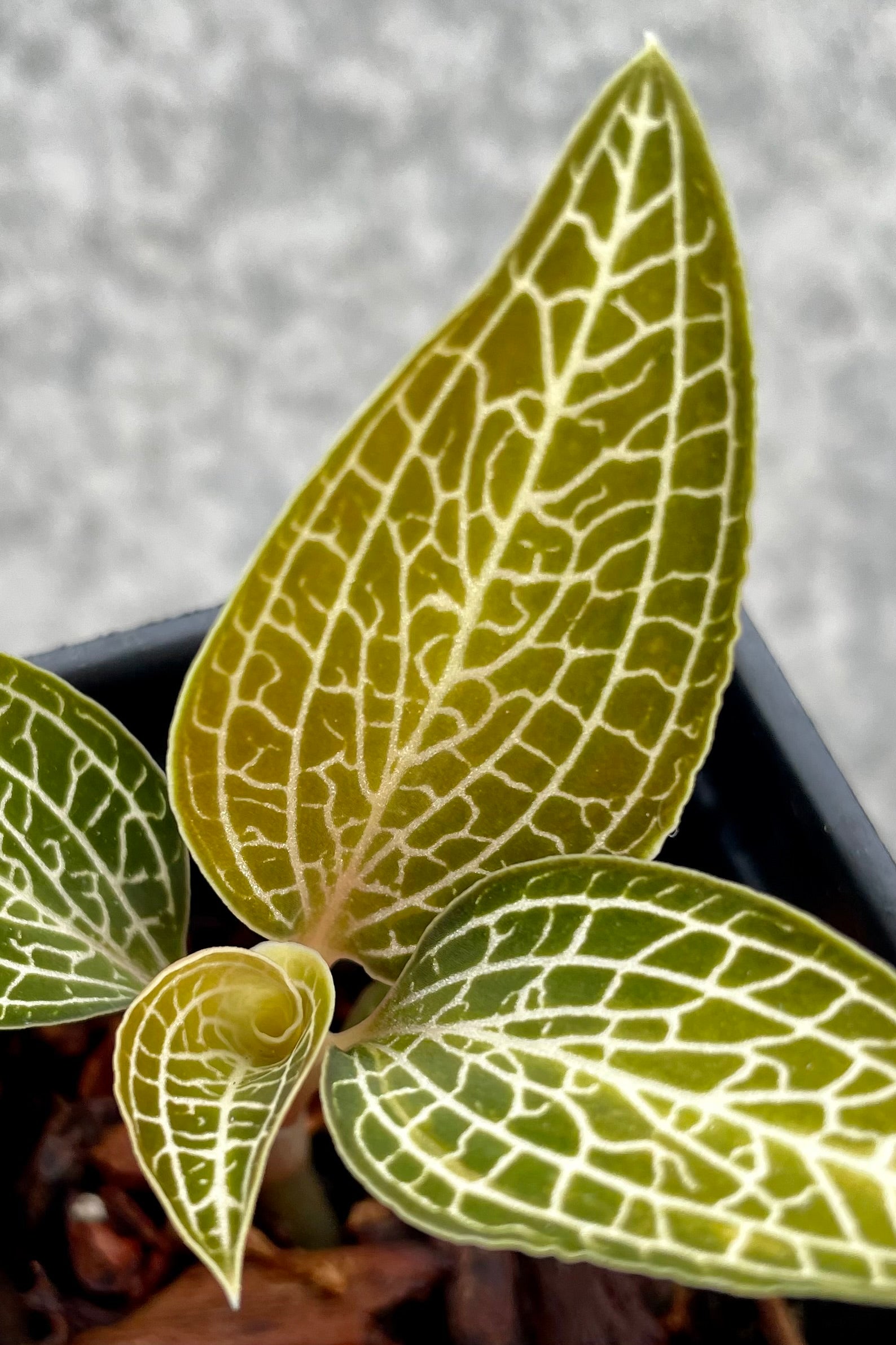 detail of Ludochilus 'Poly' "Jewel Orchid" 2" against a grey wall ©Sprout Home