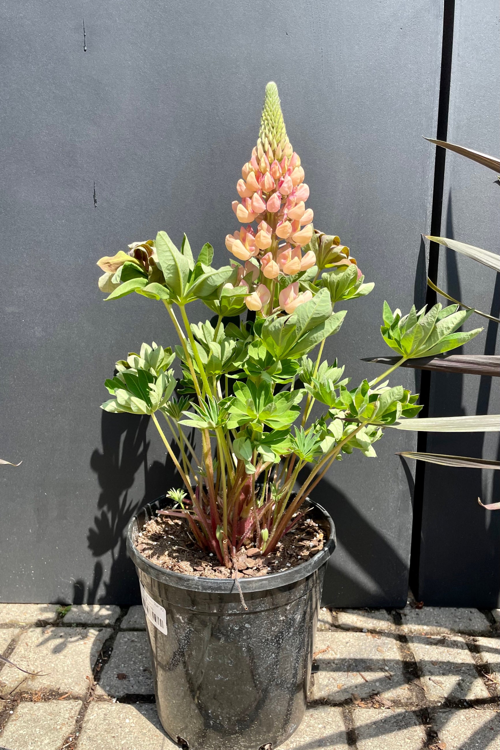 #2 pot size of Lupinus 'Salmon Star' in bloom middle of May showing the apricot pink hues of the flower against a black backdrop at Sprout Home. ©Sprout Home