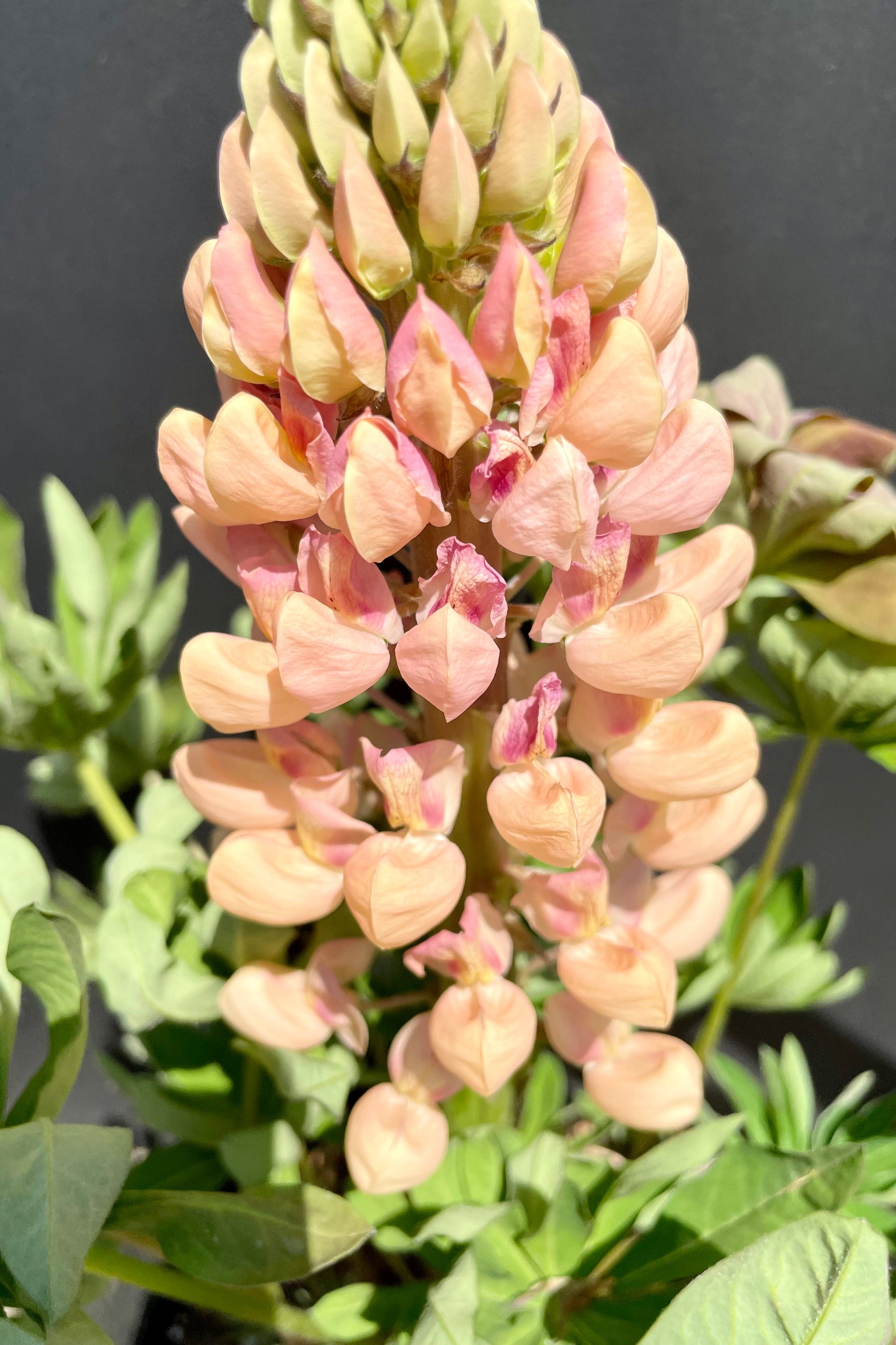Lupinus 'Salmon Star' in bloom with various shades of apricot and pink flowers in the middle of May at Sprout Home. ©Sprout Home