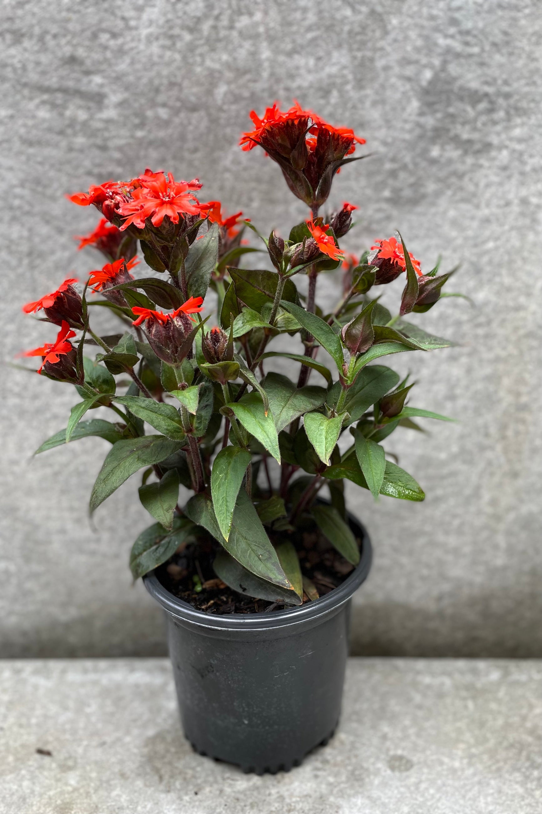 #1 container size picture of the Lychnis 'Orange Gnome' in bloom. ©Sprout Home