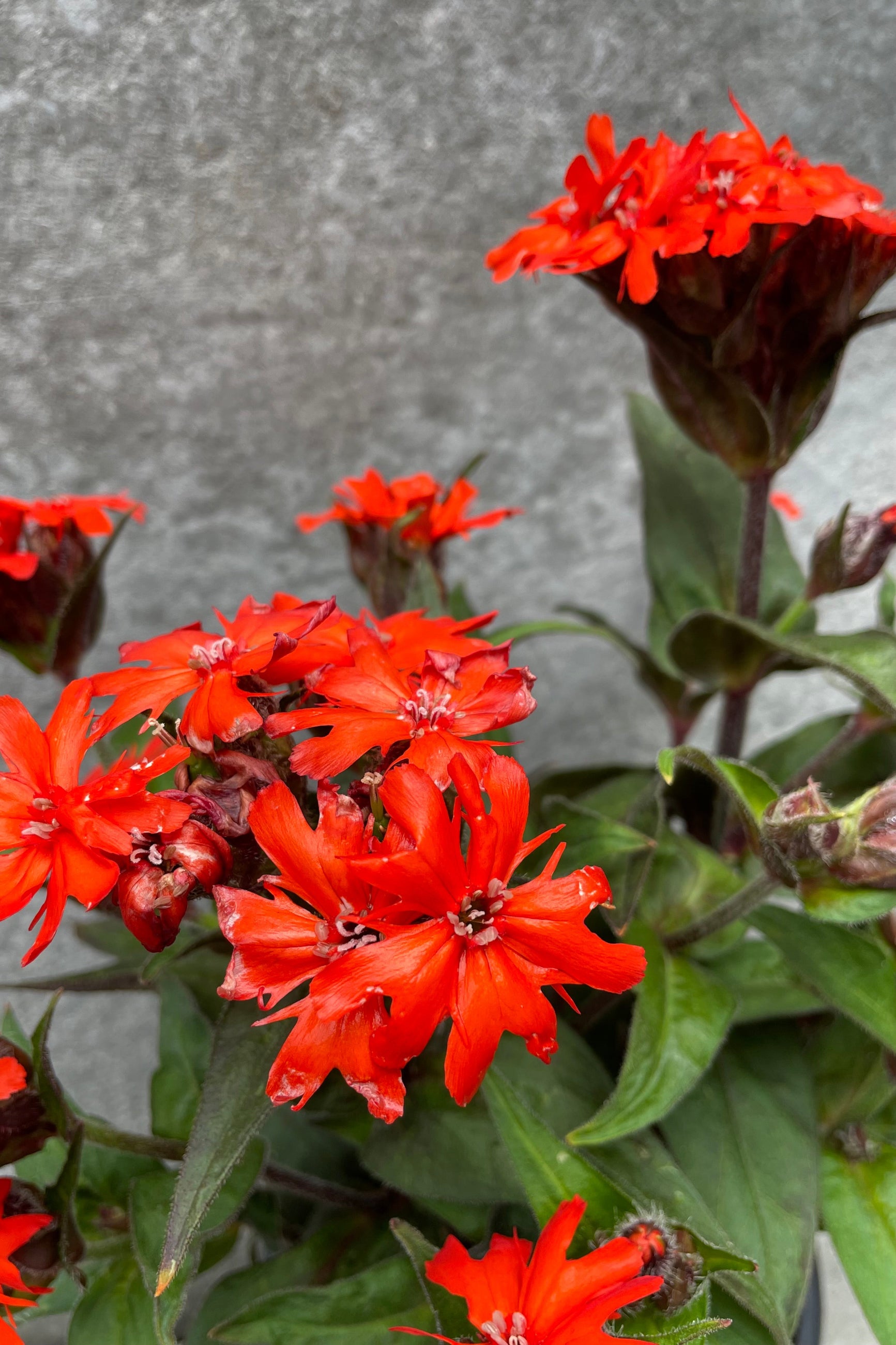 Lychnis 'Orange Gnome' in bloom. Detail shot from June. ©Sprout Home