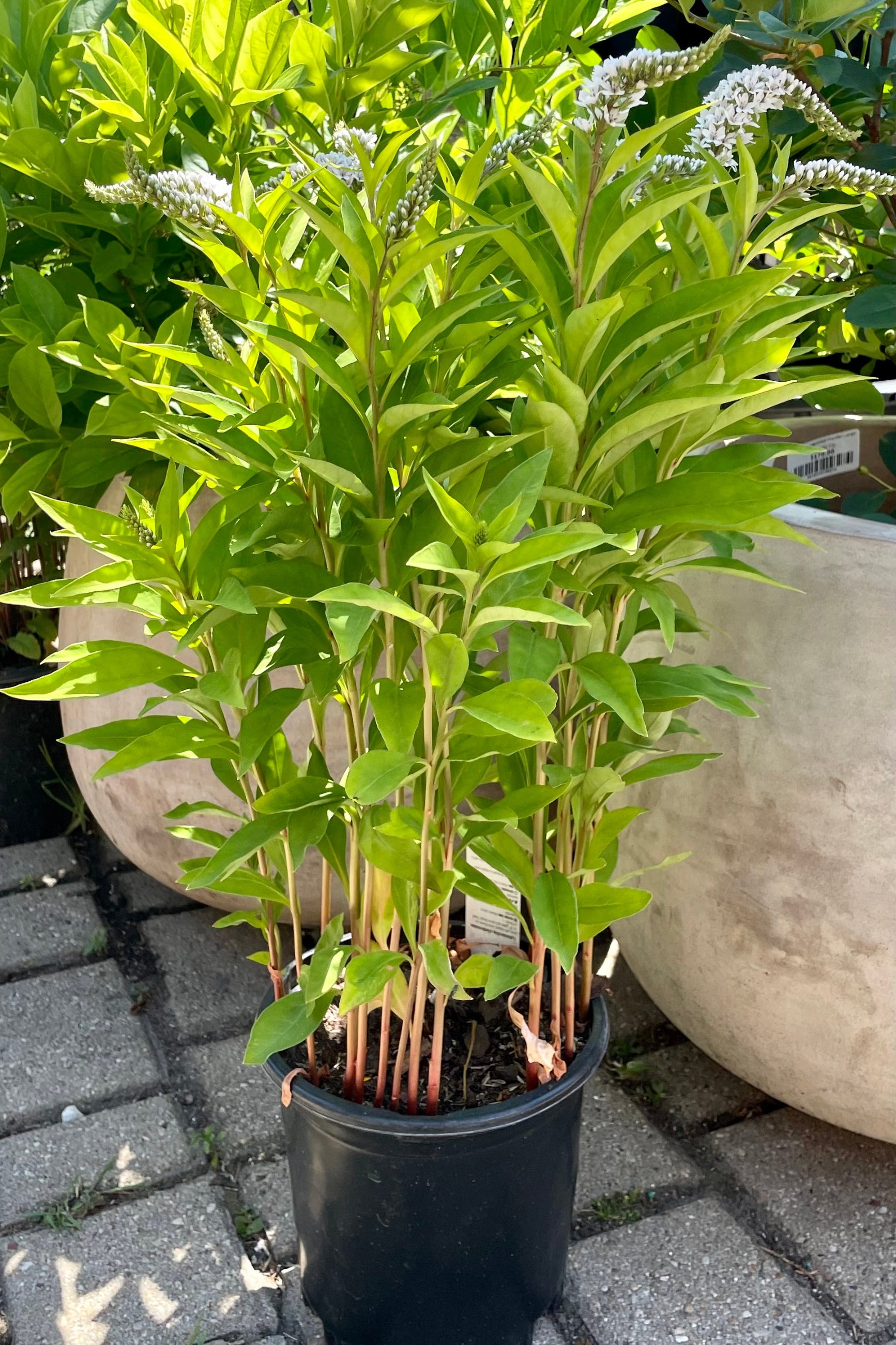 #1 pot size of the Lysimachia clethroides in bloom showing the white spikes of flowers above bright green foliage the very beginning of July at Sprout Home. ©Sprout Home