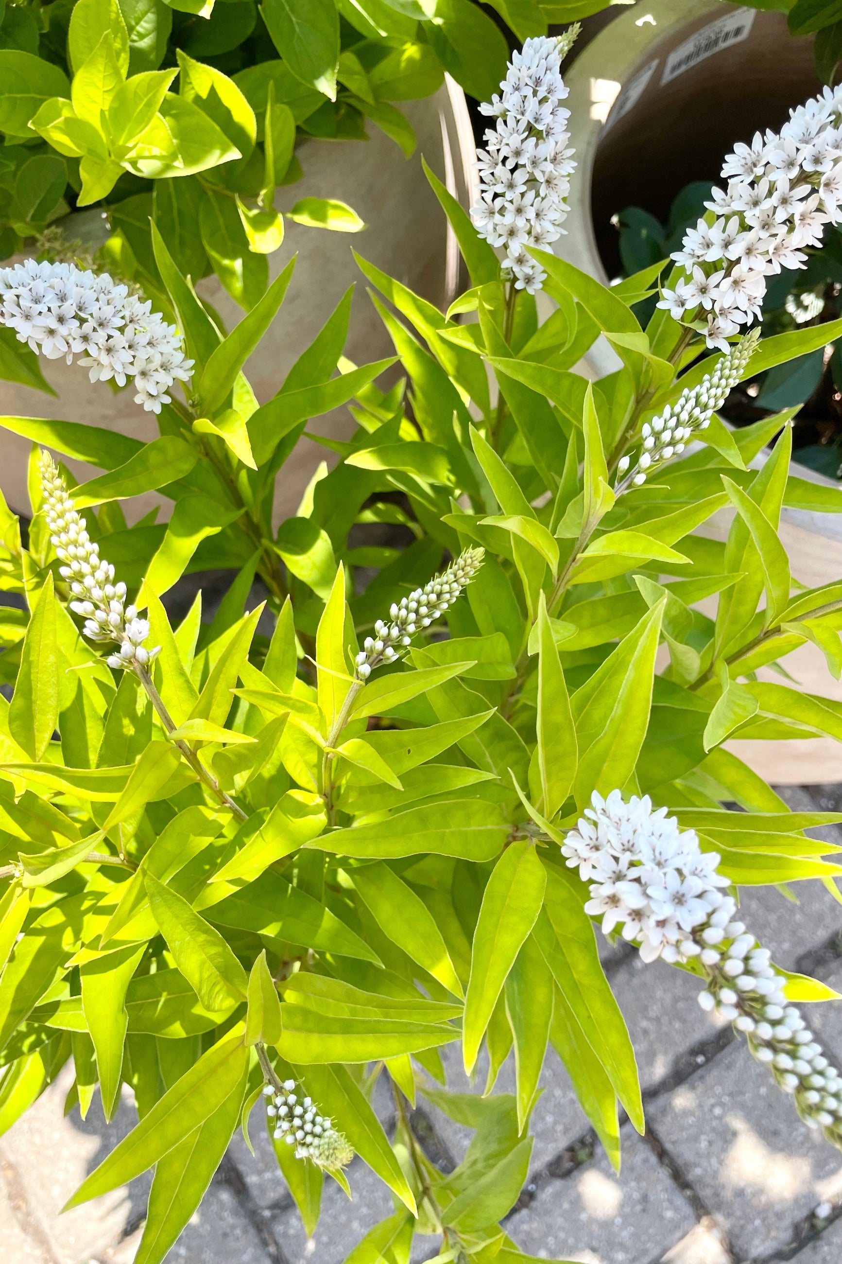 A close up of the white spike blooms of the Lysimachia clethroides the berry beginning of July at Sprout Home. ©Sprout Home