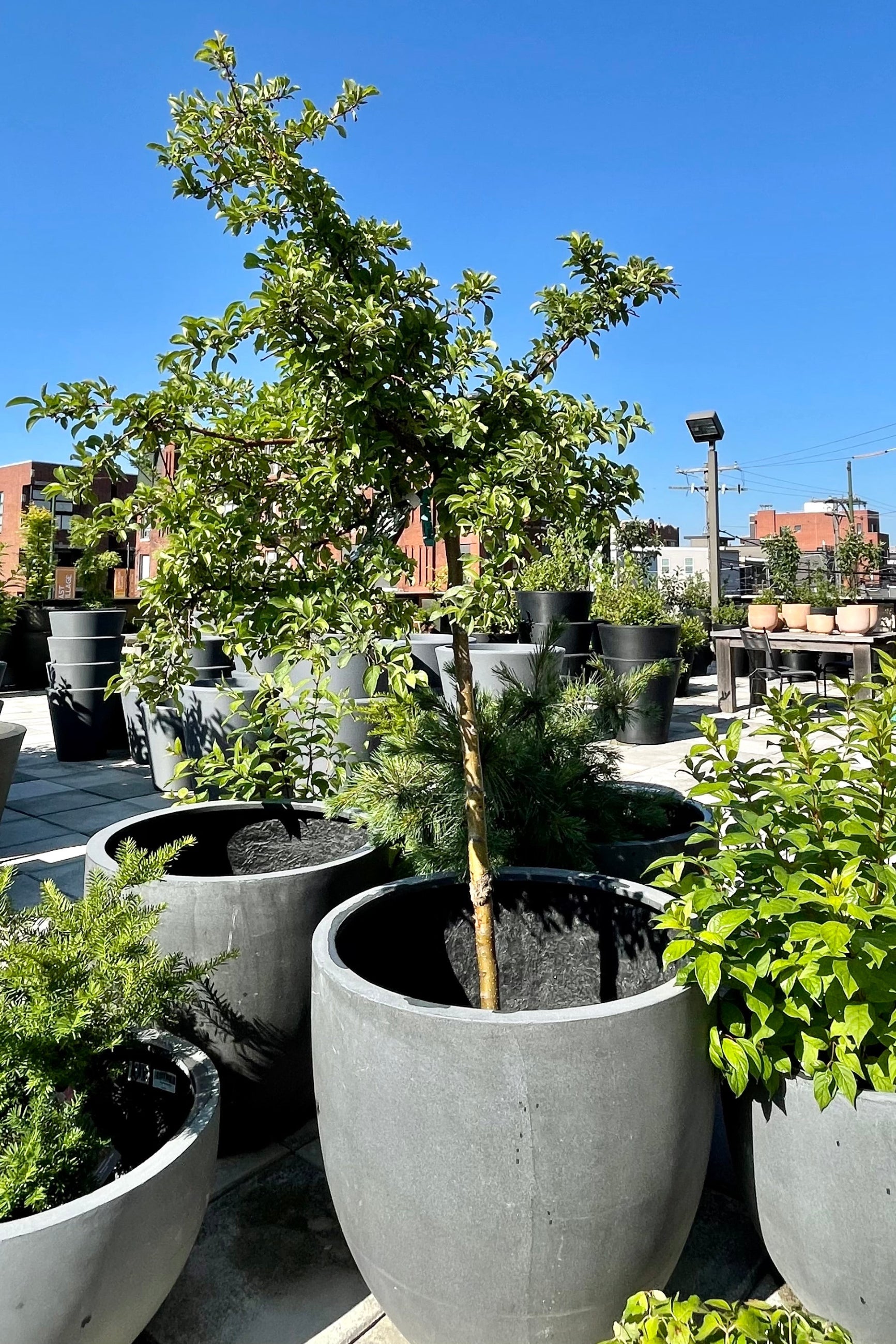 #7 Malus 'Tina' crabapple sitting in a decorative pot showing the green leaves after bloom at the end of June at Sprout Home. ©Sprout Home