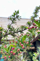Malus 'Tina' showing the pink buds about to open the middle of April at Sprout Home. 