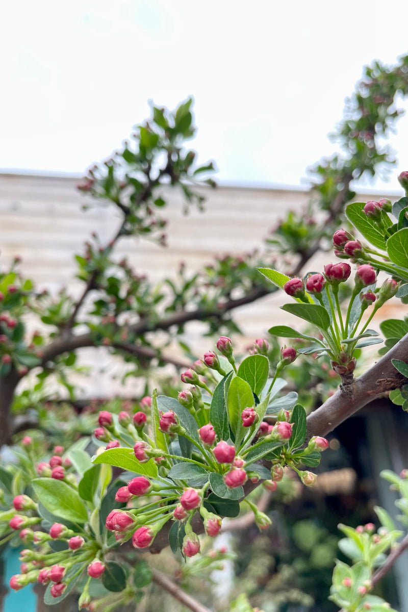 Malus 'Tina' showing the pink buds about to open the middle of April at Sprout Home. 