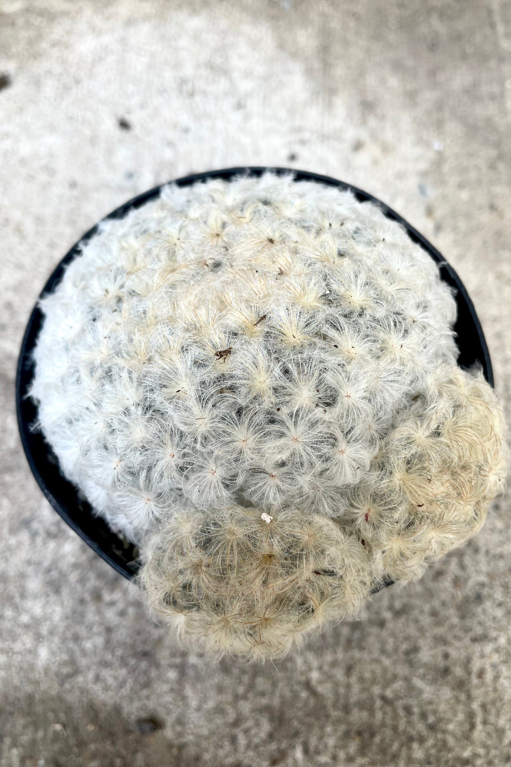 Mammillaria plumosa 3.5