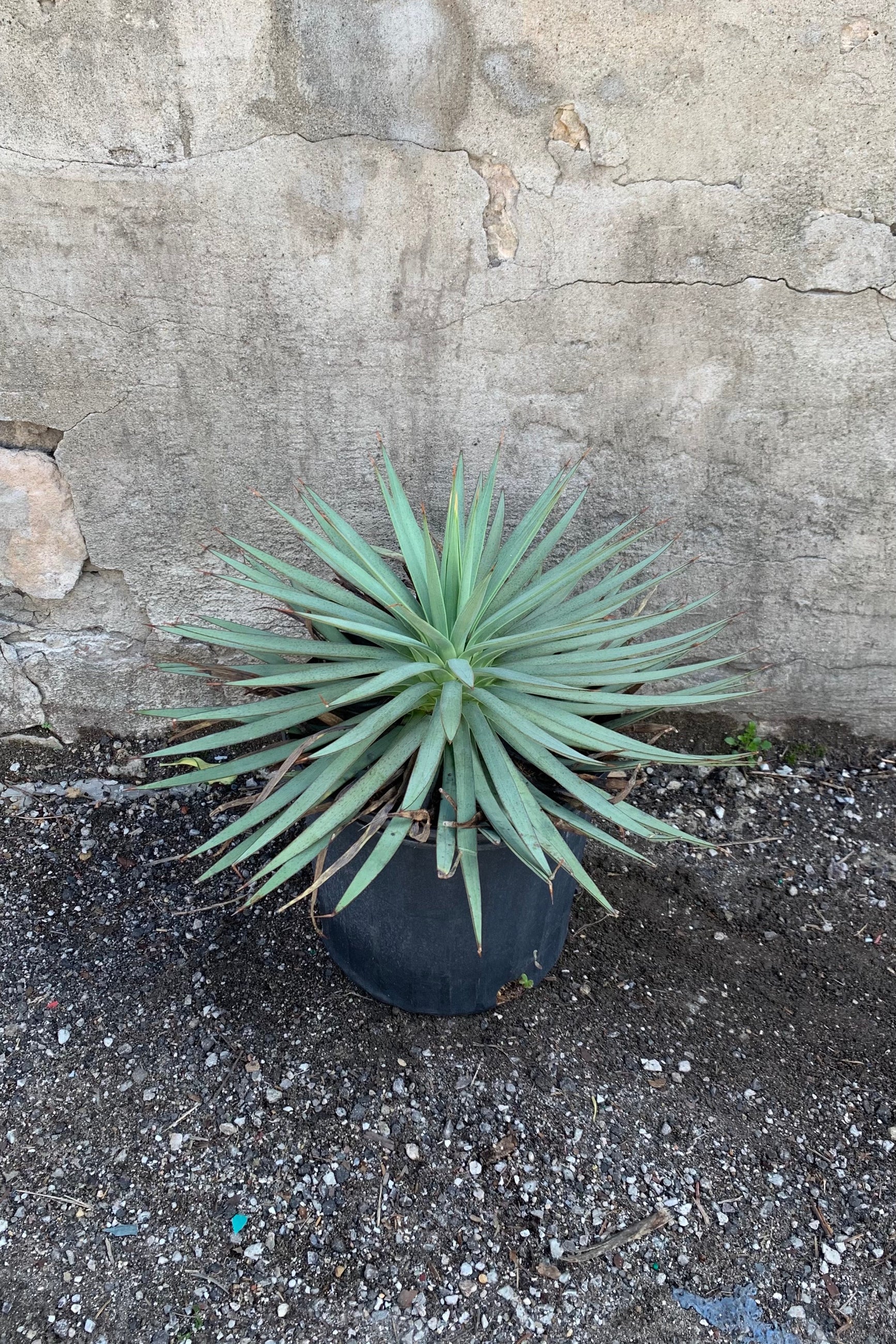 Mangave plant in a 10" container. ©Sprout Home